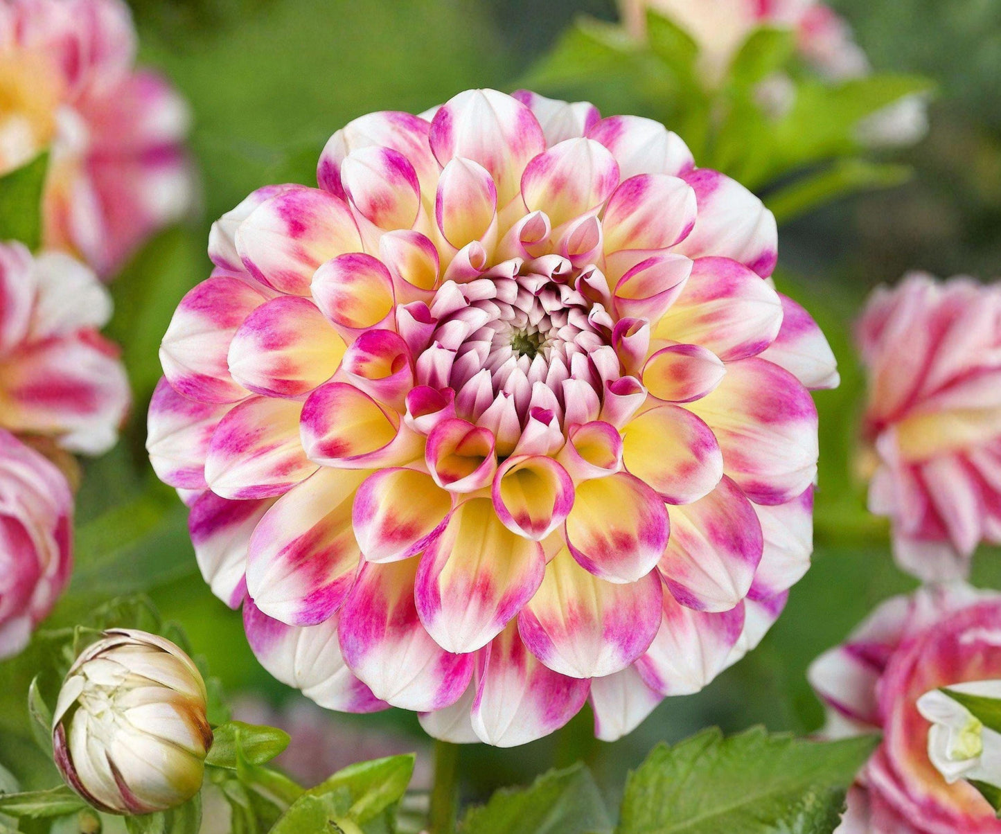 Dahlia Tubers - Multicolor Pink Purple Yellow Blooms - Dahlia Hawaii (Dahlia hybrid) - 3 Field-Grown Tuber Clumps for Gardens
