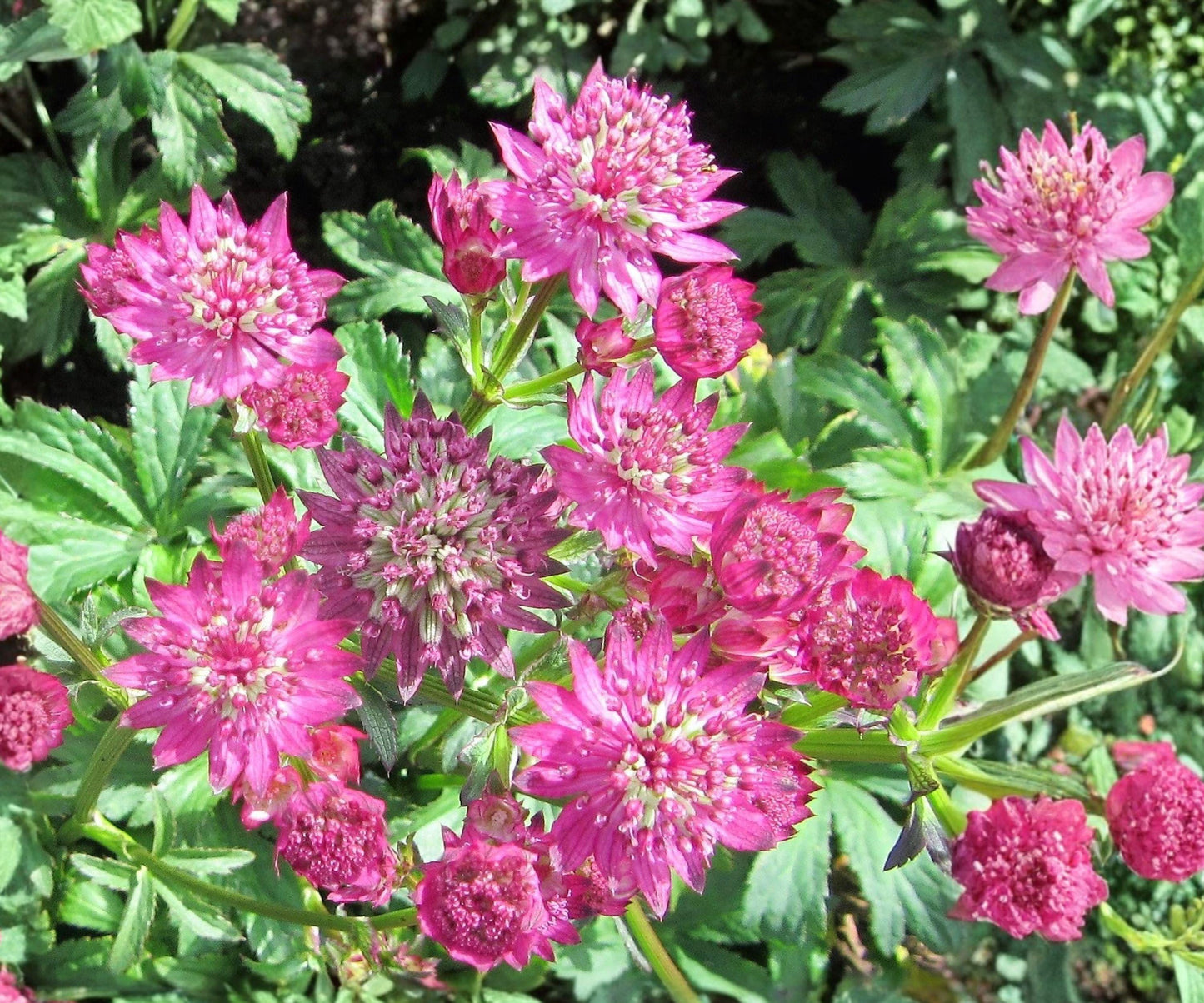 Astrantia Plant - Bare Root - Rosy Pink Star of Beauty - Astrantia major 'Star of Beauty' - Woodland Perennial Zone 4-7