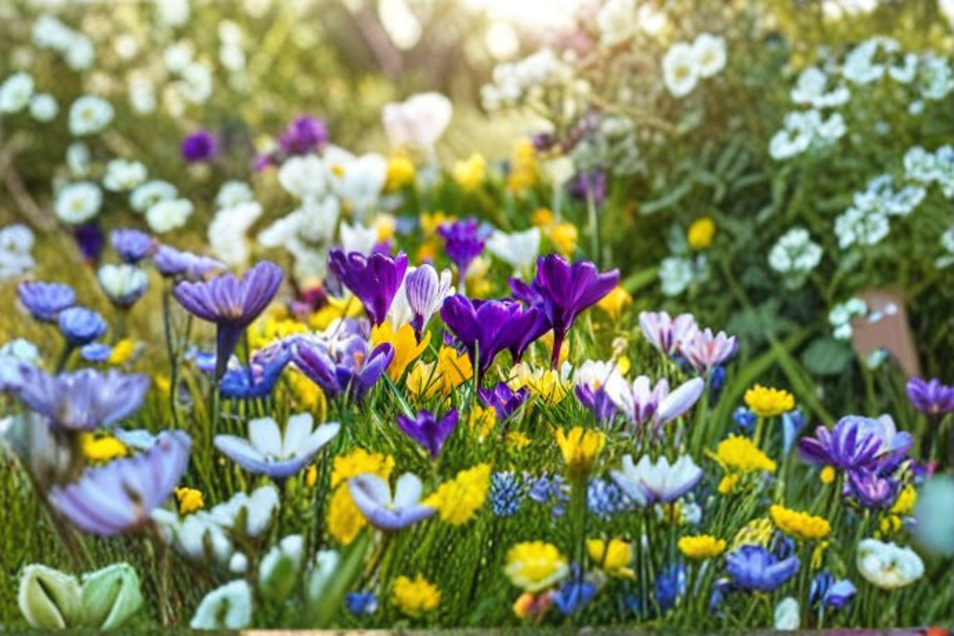 Crocus Bulbs Mix - 20 Early-Blooming Flowering Bulbs - Mixed Colors - Crocus spp. - Perfect for Garden Beds and Borders