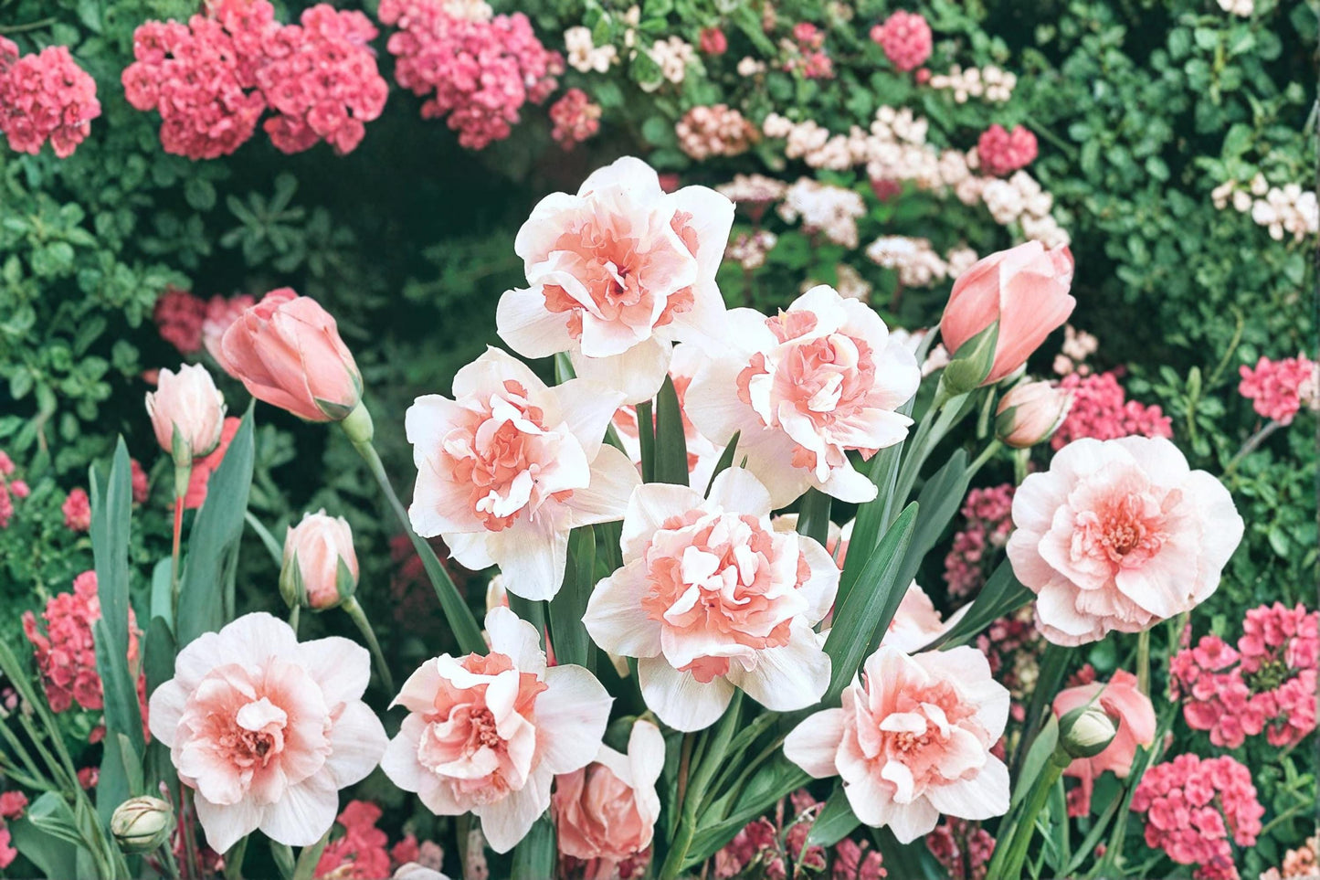 Replete Daffodil Bulb - Narcissus pseudonarcissus - Double Bloom, White and Peach Tones for Garden Beds and Borders