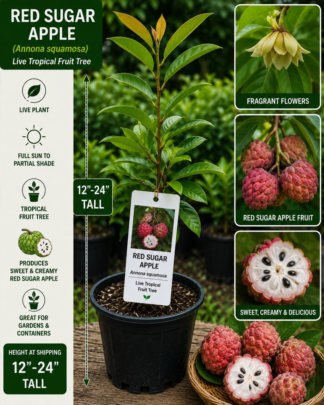 Red Sugar Apple Tree 12–24 Inches Tall - Annona squamosa - Live Fruit Plant - Bloom Haven Nursery