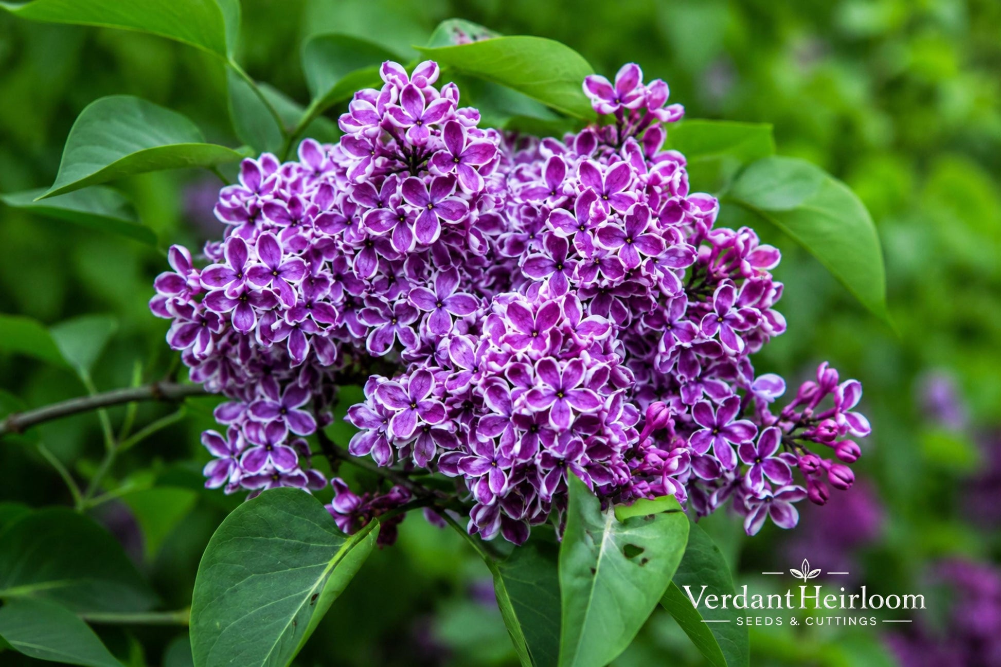 Sensation Lilac Bare Root Plant 8-12" Purple-Red Flowers Syringa vulgaris 'Sensation' Fragrant Deciduous Shrub