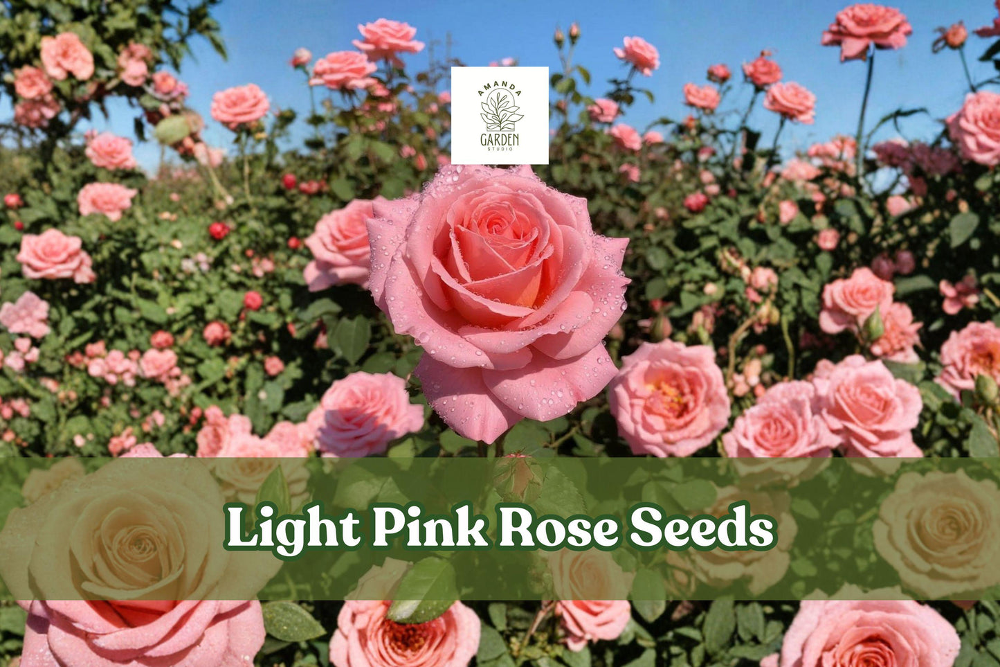 Light Pink Rose Seeds - 20 Heirloom Non-GMO Flower Seeds for Cottage Gardens, Borders, and Cut Flowers - Rosa spp.