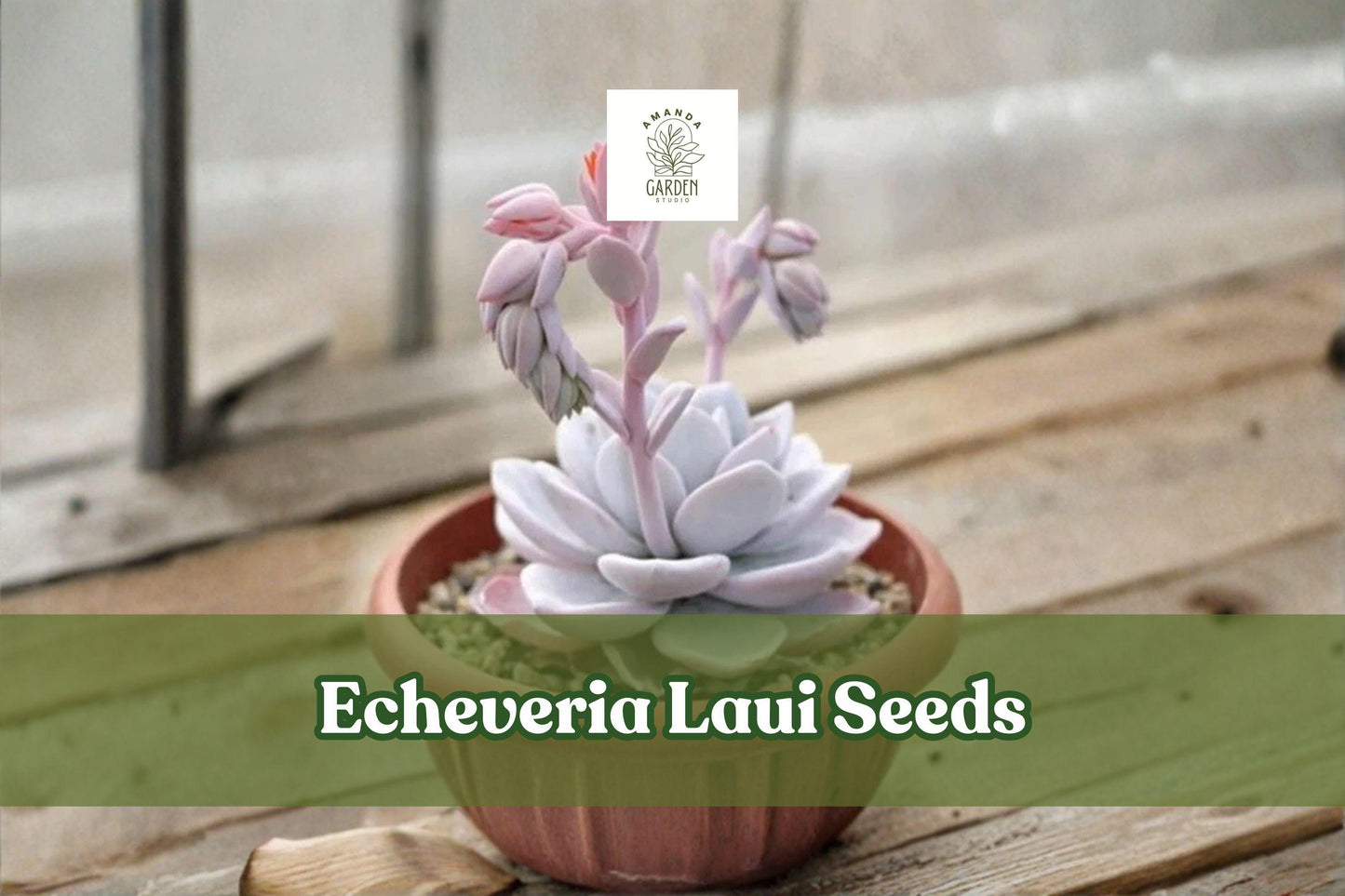 100 Echeveria Laui Seeds | Rare Pink Succulent | Ornamental Rosette Plant | Echeveria laui | Non-GMO Indoor Outdoor Gardening