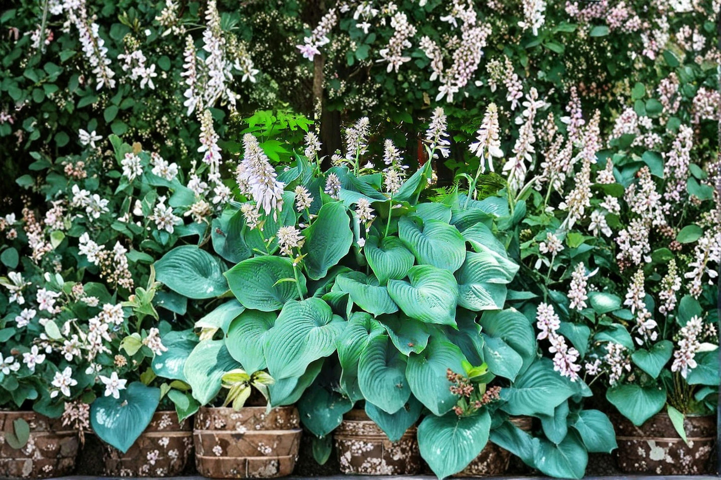 Blue Angel Hosta Plants 3-Pack - Hosta sieboldiana - Shade-Loving Perennial with Large Blue-Green Foliage for Gardens