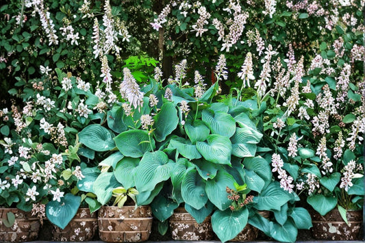 Blue Angel Hosta Plants 3-Pack - Hosta sieboldiana - Shade-Loving Perennial with Large Blue-Green Foliage for Gardens