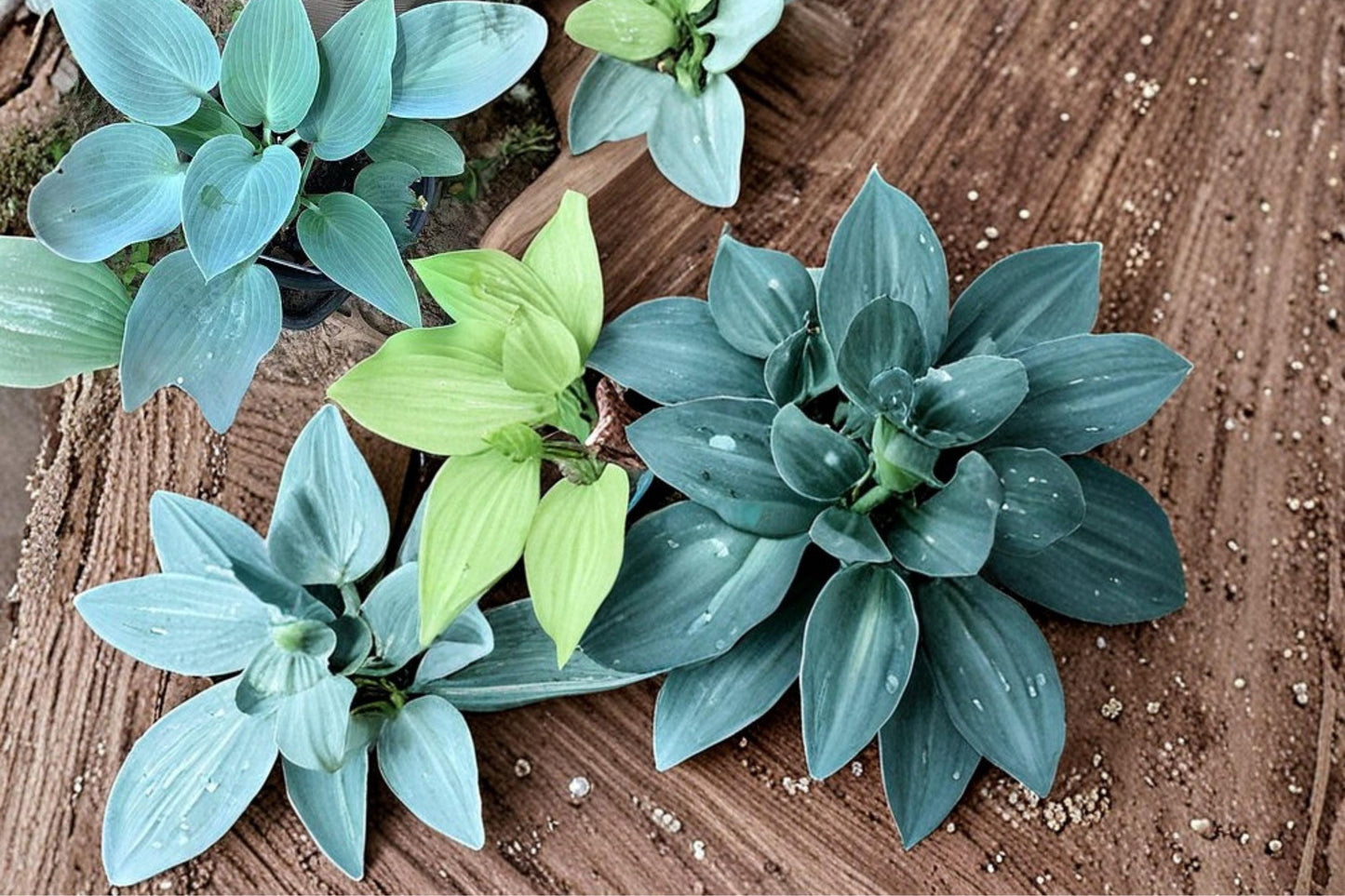 Canada Blue Hosta Plants - 5 Bare Root Divisions - Hosta spp. - Shade Perennial with Blue-Green Foliage for Garden Beds