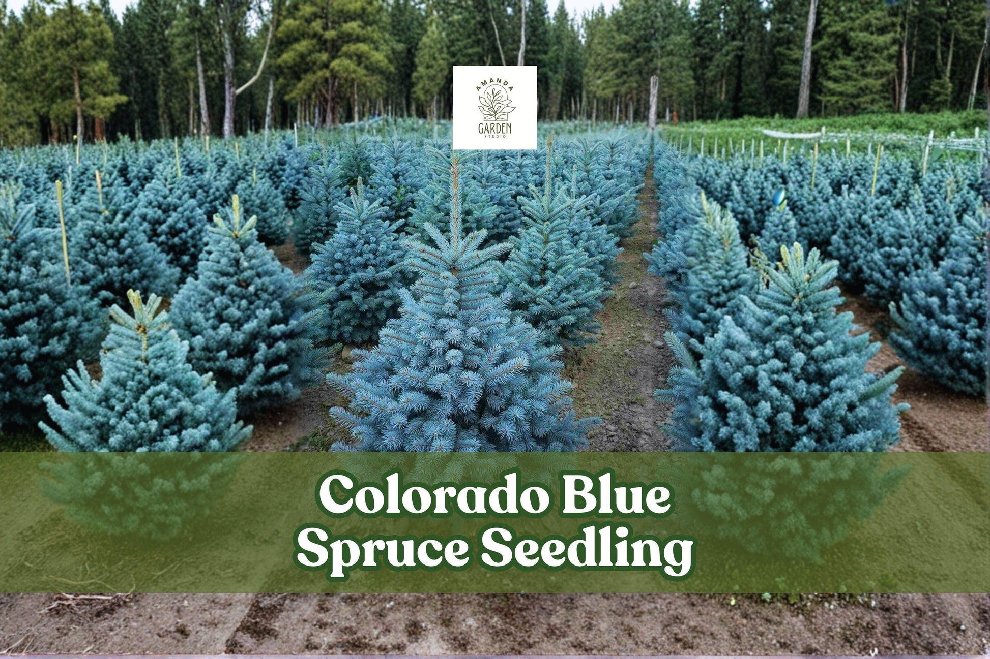 2 Colorado Blue Spruce Seedlings | Picea pungens | Live Evergreen Trees for Planting | Silvery-Blue Needles, Cold-Hardy