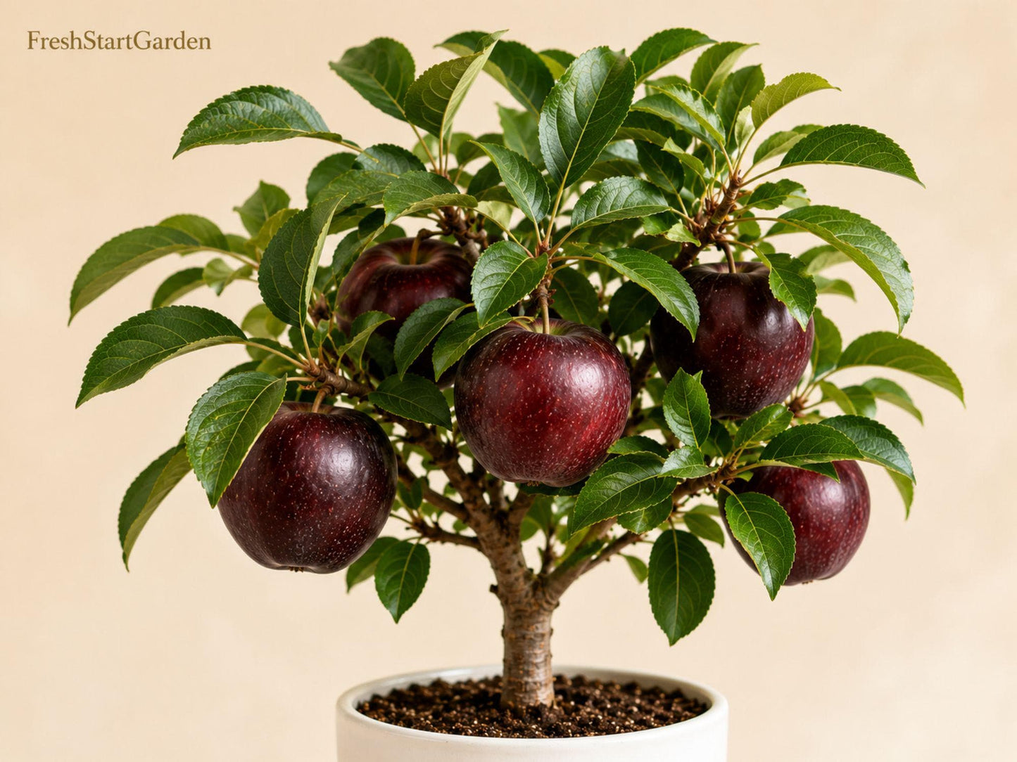 Bare Root Apple Tree 12–18 Inch Arkansas Black Malus domestica - Heirloom Dark Red Apples, Sweet-Tart Flavor, Pollinator Friendly