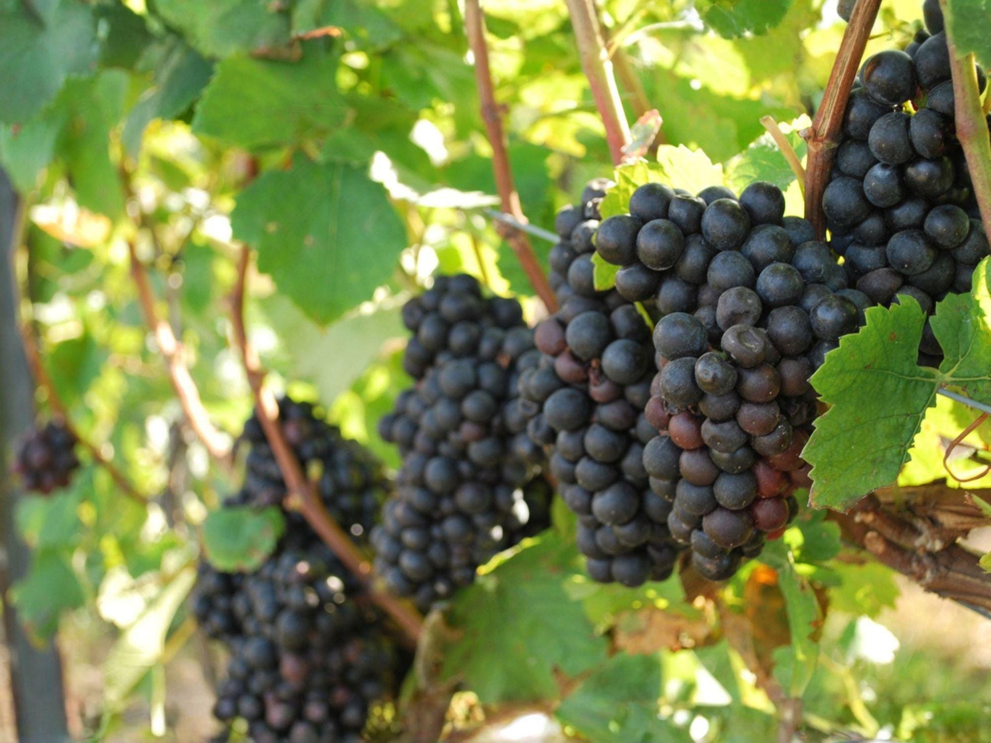 Muscadine Grape Vine 4 Inch Pot - Vitis rotundifolia Climbing Fruit Plant - Bronze Purple Grapes for Vertical Gardening