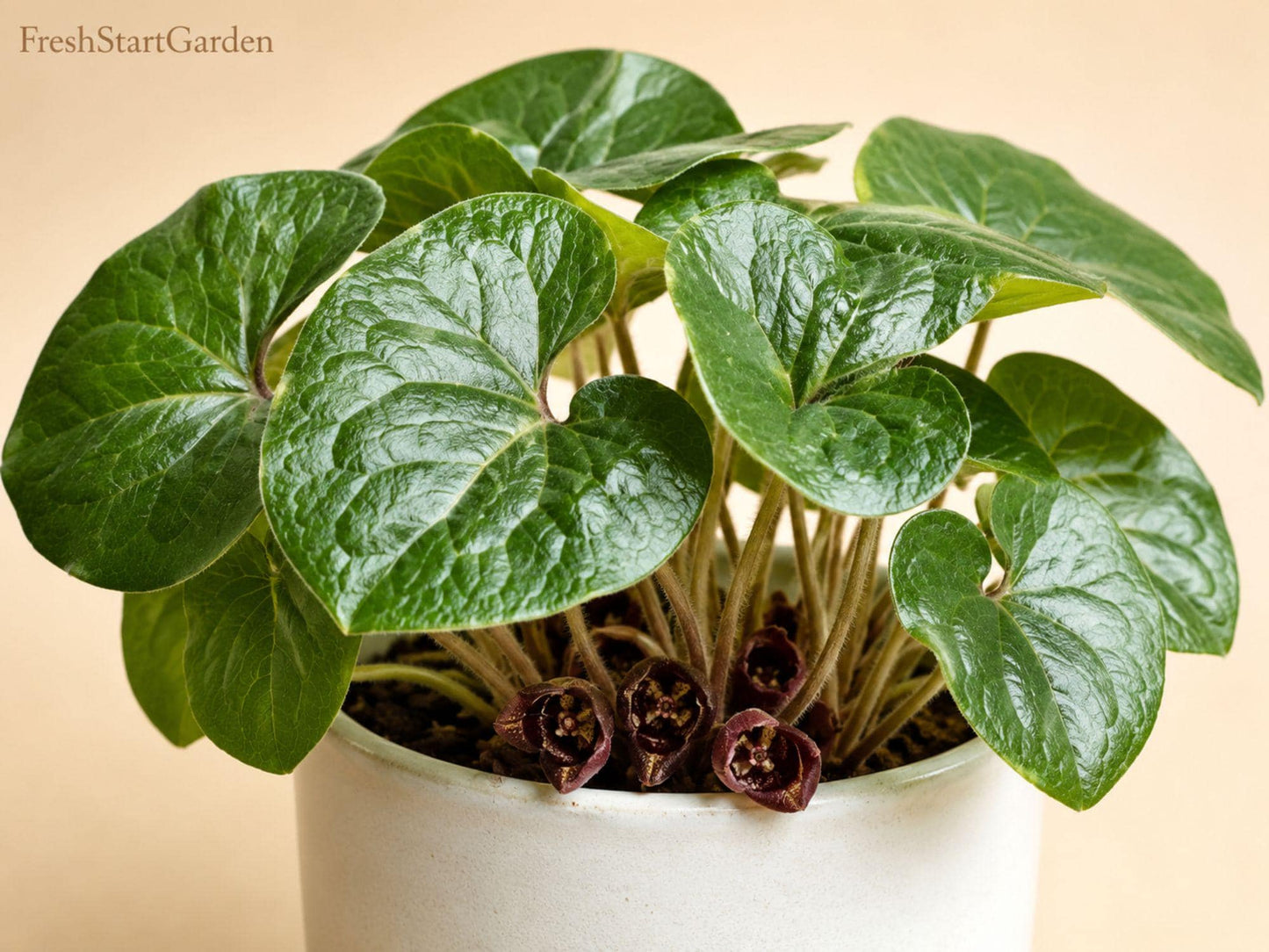 Wild Ginger Bare Root Plants - 5 Asarum canadense Native Perennial Shade Ground Cover for Woodland Gardens