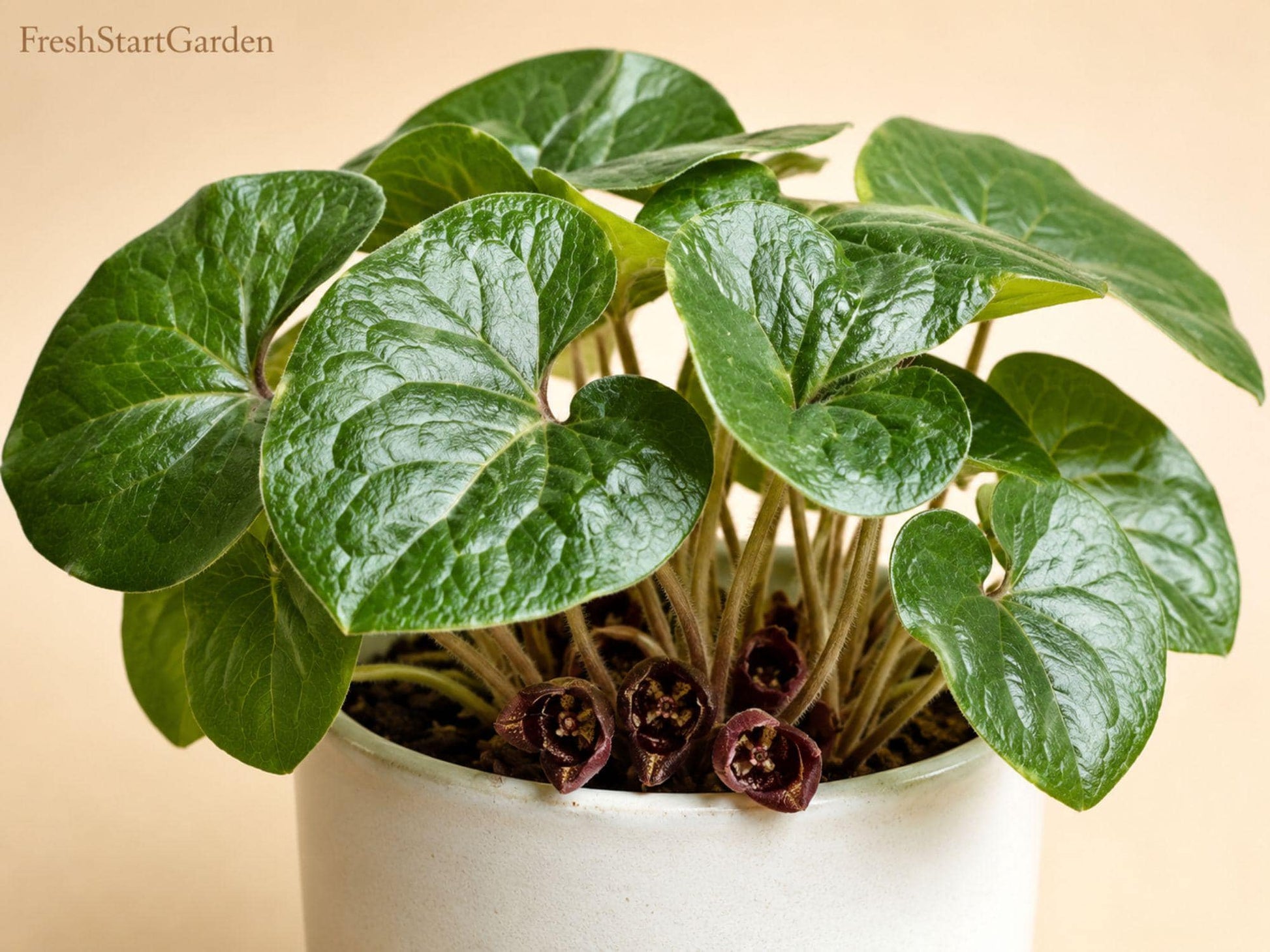 Wild Ginger Bare Root Plants - 5 Asarum canadense Native Perennial Shade Ground Cover for Woodland Gardens