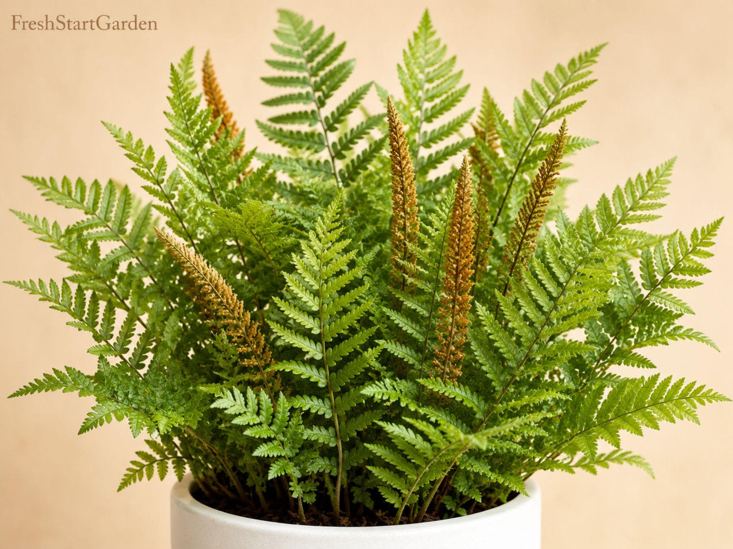 Cinnamon Fern Bare Root - 3 Pack, Native Shade Plant, Osmunda cinnamomea, Reddish-Brown Fertile Fronds for Woodland Gardens