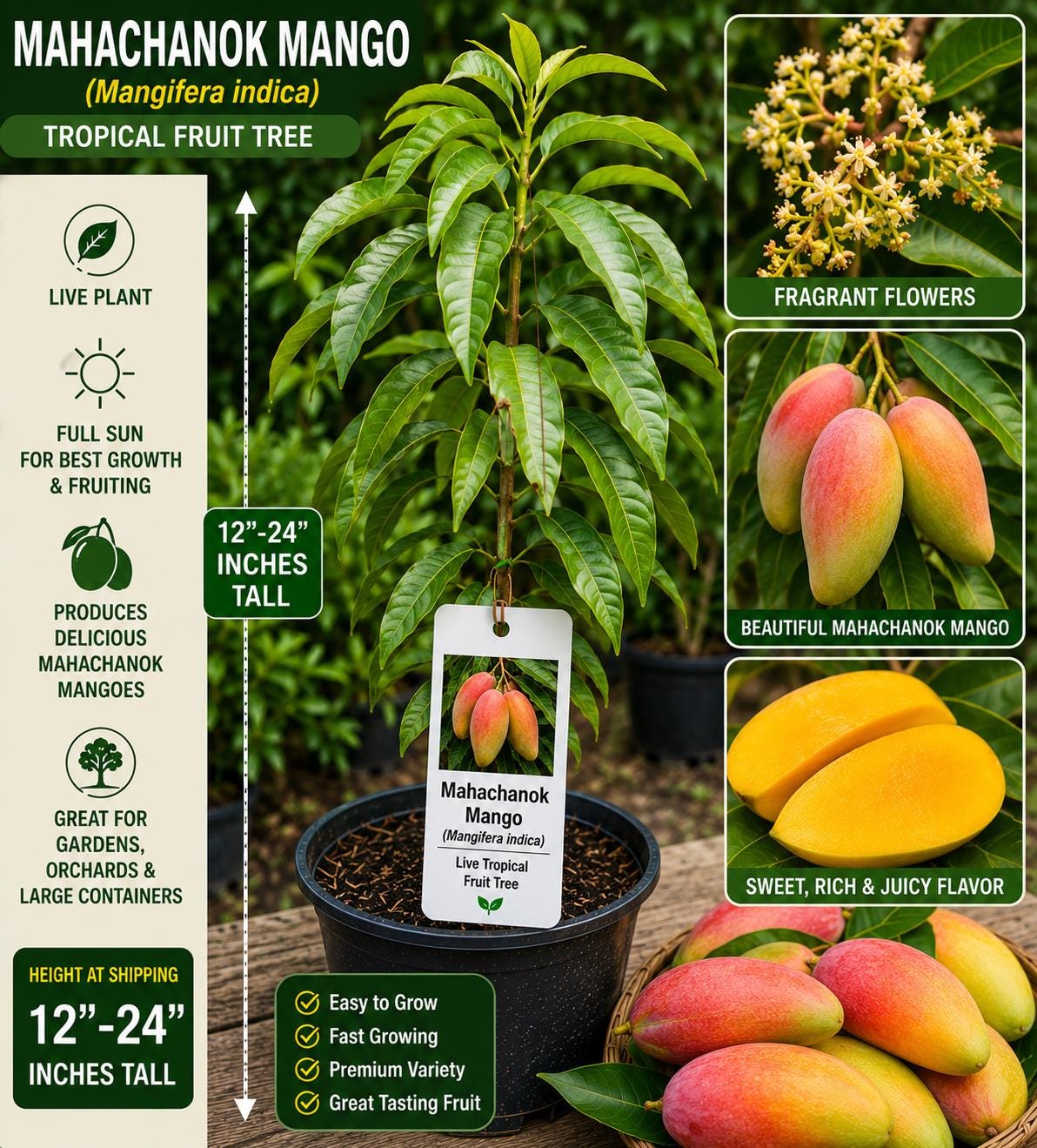 Mahachanok Mango Live Fruit Tree 12-24 Inches Tall - Mangifera indica - Tropical Fruit Plant, Easy to Grow Mango Tree