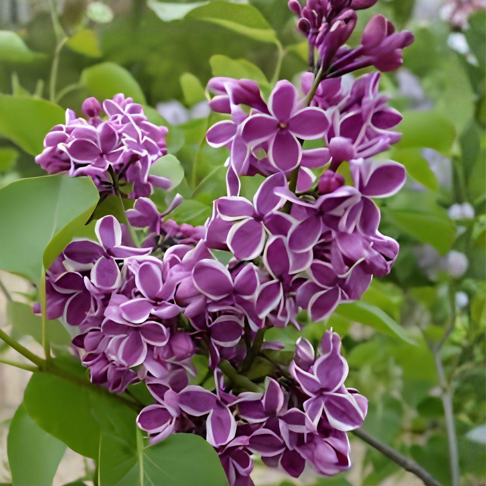 Sensation Lilac Plant 8-12” Live Rooted Purple-Red Blooms Syringa vulgaris 'Sensation' for Hedges & Pollinator Gardens