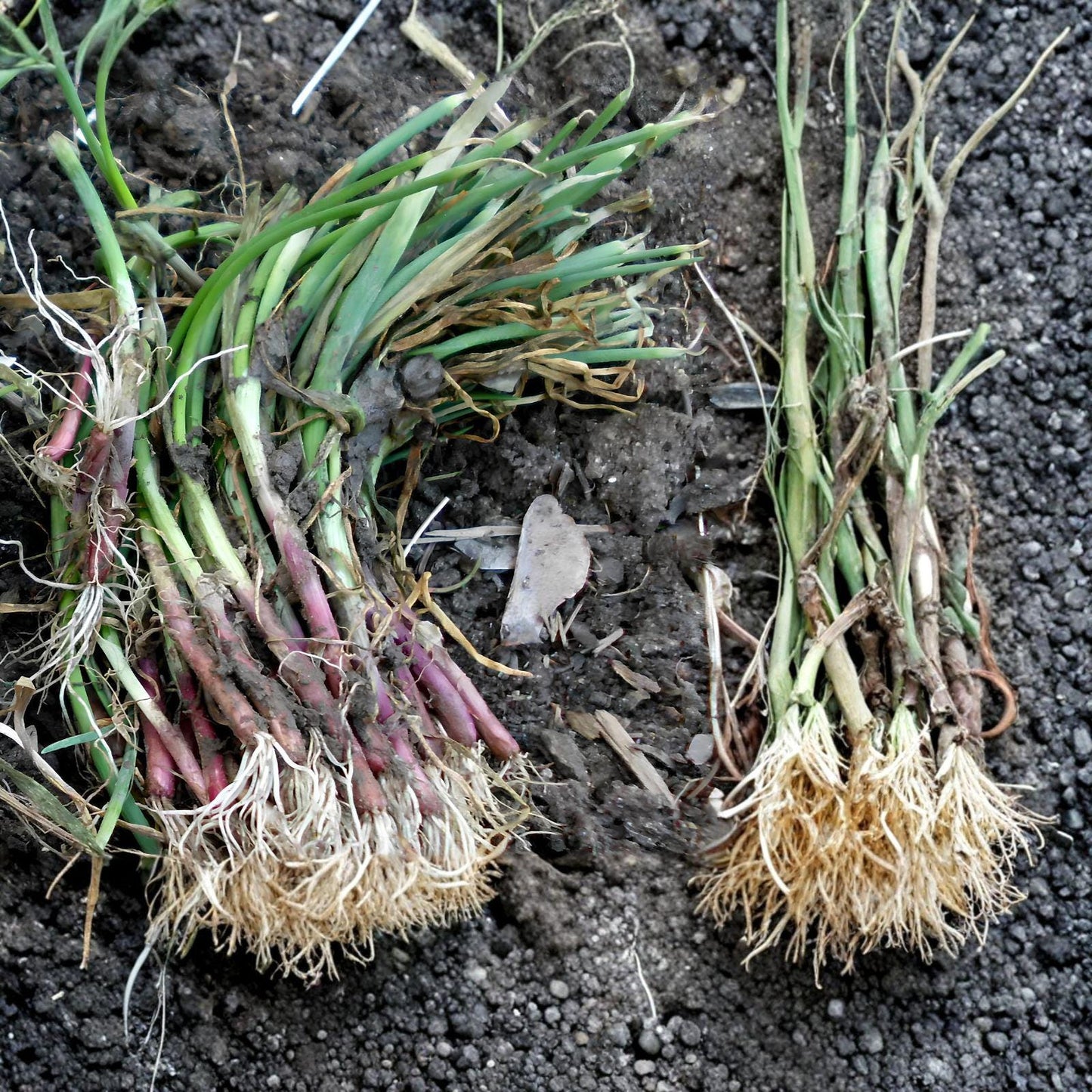 Candy Sweet Onion Starter Plants - Bundle of 30 Live Plants - Allium cepa - Large Bulb Variety for Home Gardens and Vegetable Plots
