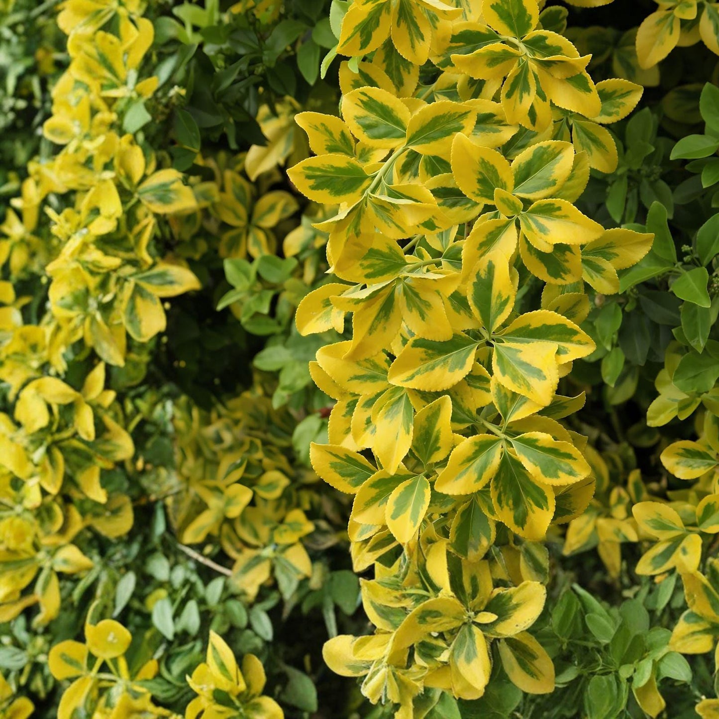 Golden Euonymus Plant - 1 Live Evergreen Variegated Shrub - Euonymus japonicus 'Aureo-marginatus' - Green & Gold Foliage