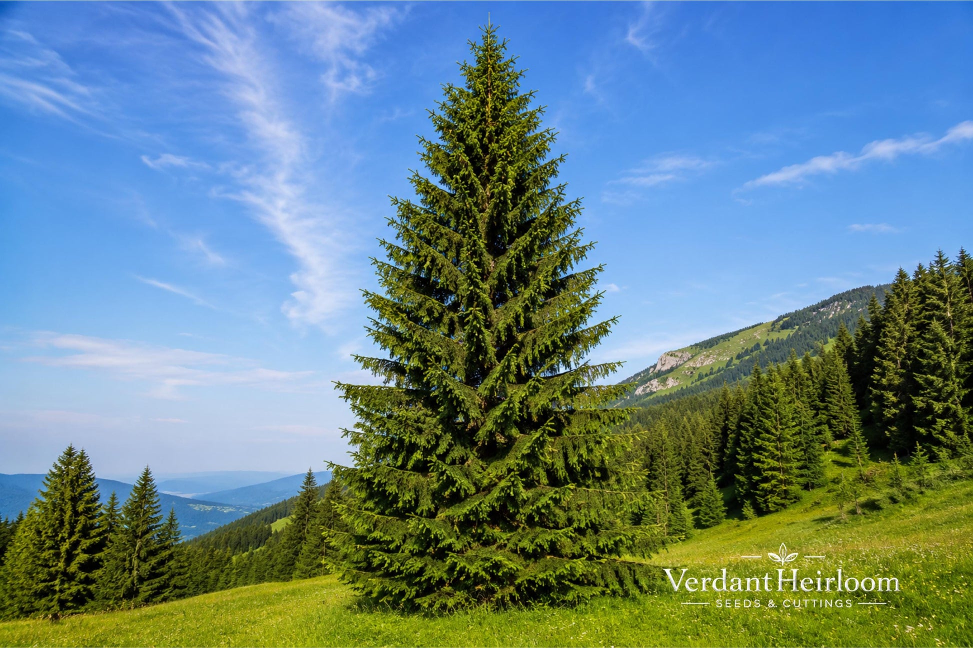 Norway Spruce Trees - 2 Bare Root Live Trees - Picea abies - Evergreen Conifer for Privacy Screens & Windbreaks