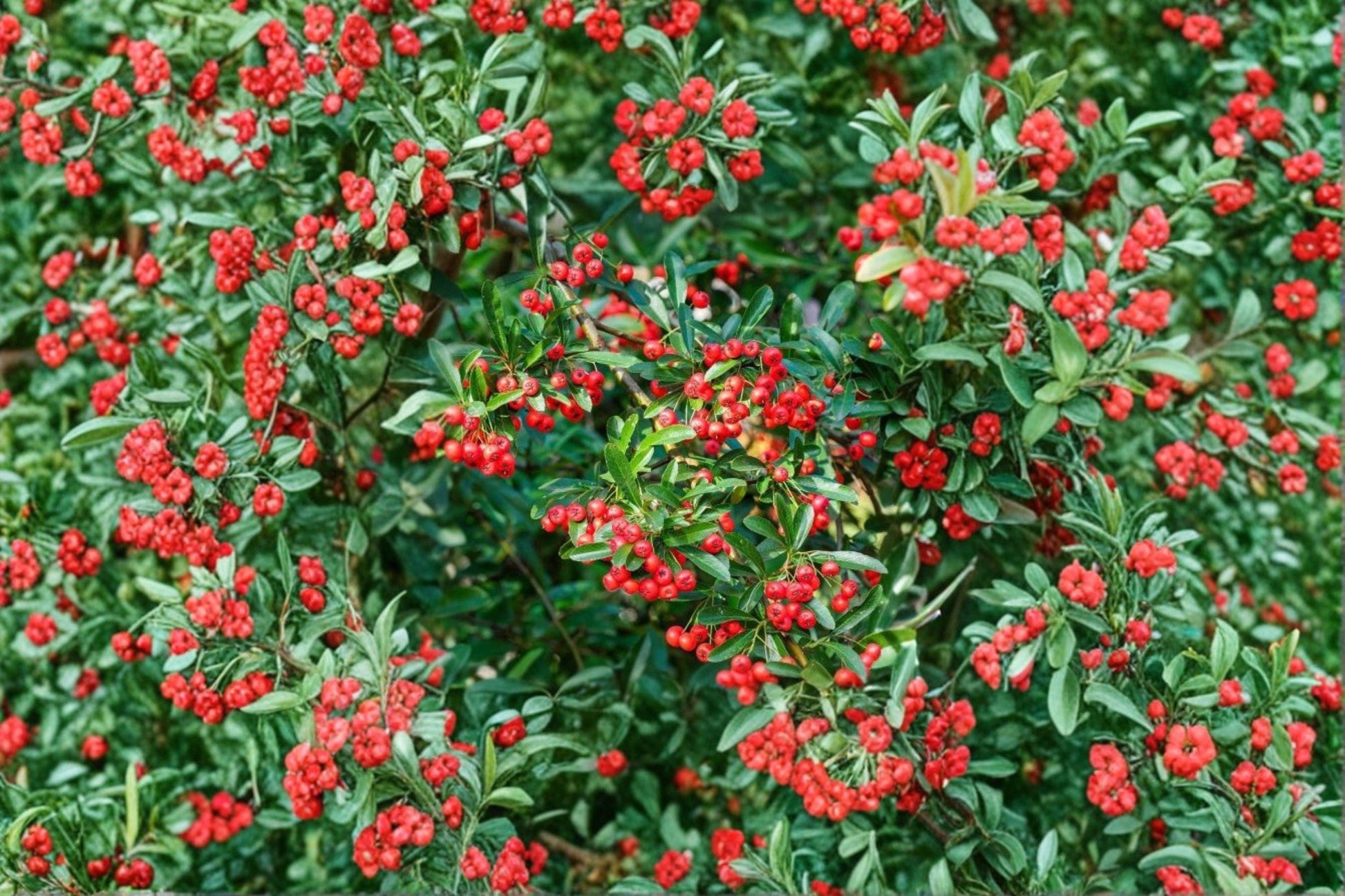 Scarlet Firethorn Cuttings 5 Pack - Pyracantha coccinea - Evergreen Shrub for Propagation with White Flowers & Red Berries