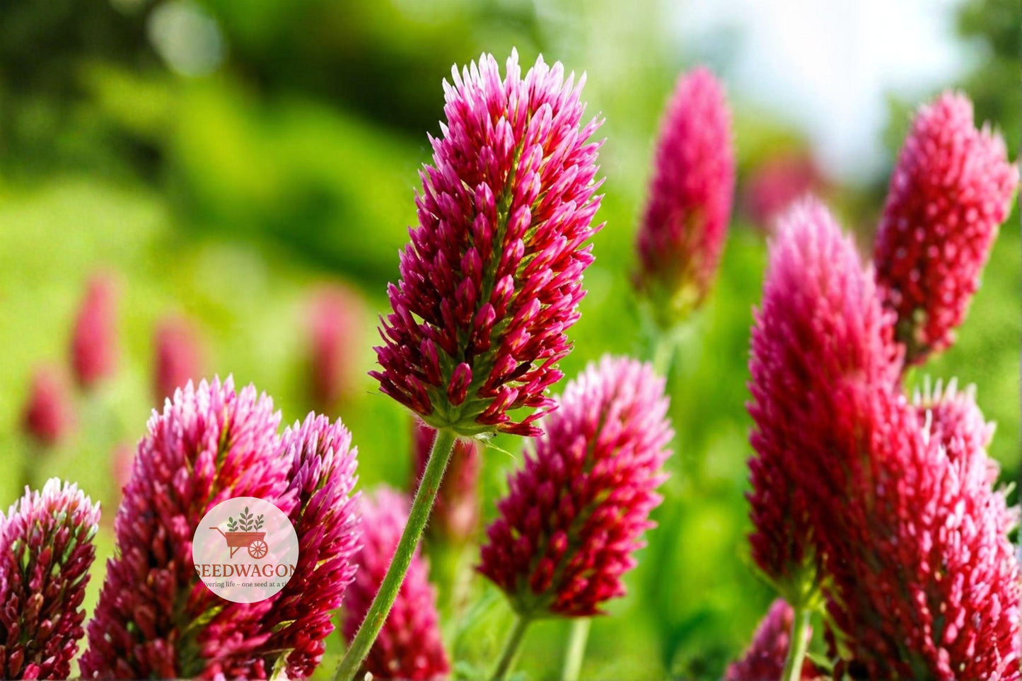Crimson Clover Seeds 100 - Trifolium incarnatum Red Pollinator Cover Crop Wildflower for Bees & Butterflies