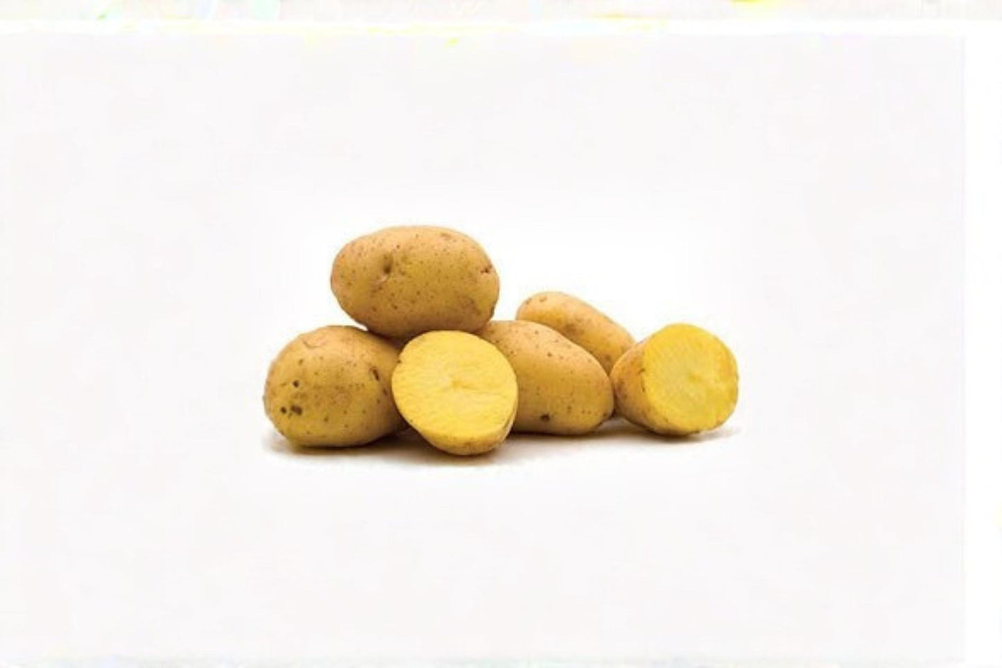 Yukon Gold Potato Tuber - Yellow Flesh Edible Root Crop for Planting - Solanum tuberosum - Garden Vegetable for Home Gardens