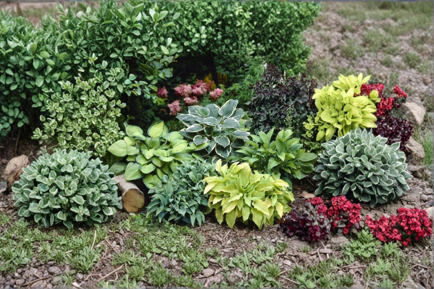 Mixed Hosta Plants - 6 Bare Root Divisions - Shade-Loving Perennials - Hosta spp. - Diverse Foliage Colors and Textures