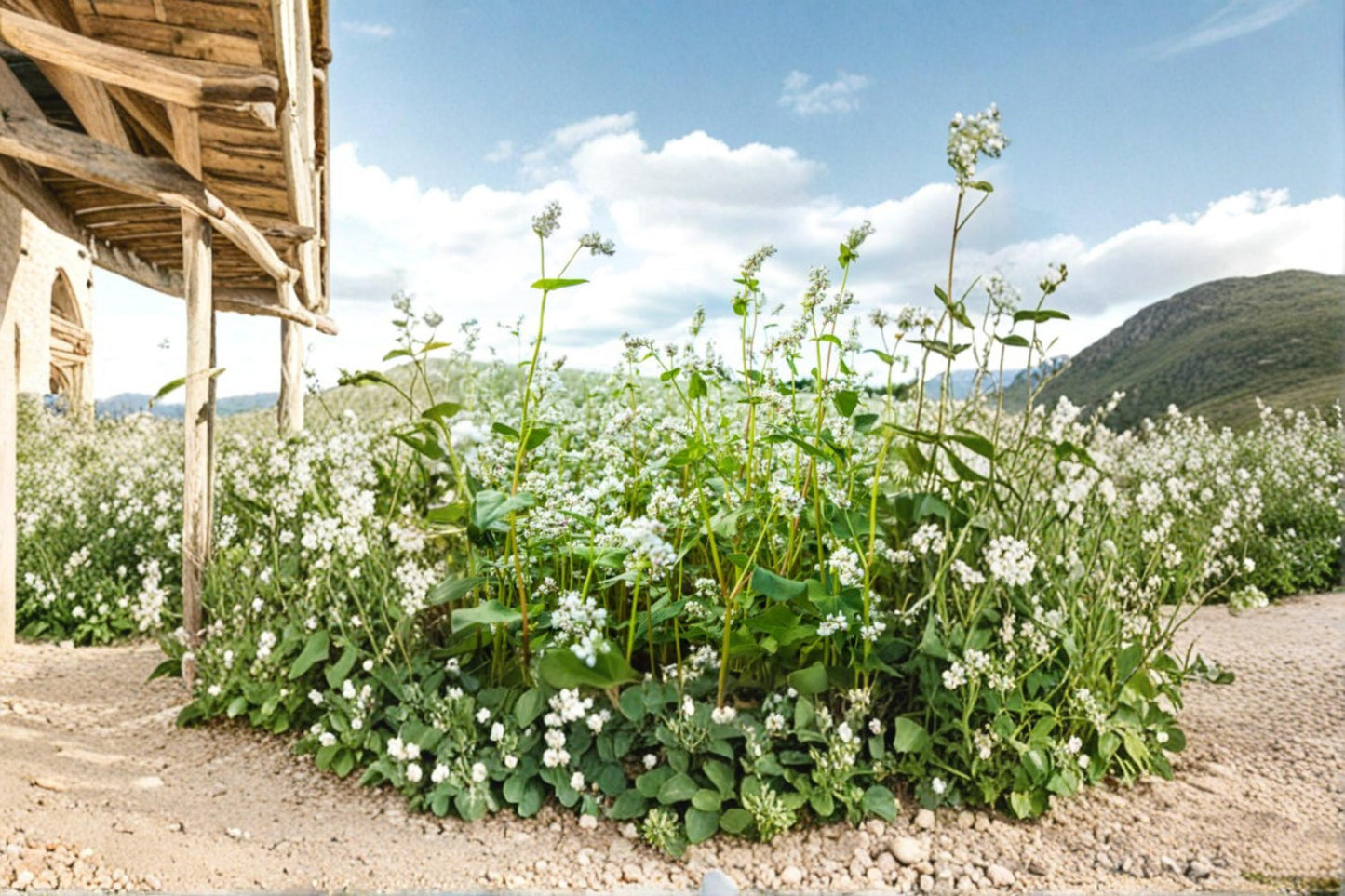 Buckwheat Seeds - 1 Seed - Fagopyrum esculentum - Fast-Growing Annual Grain Cover Crop for Garden Planting