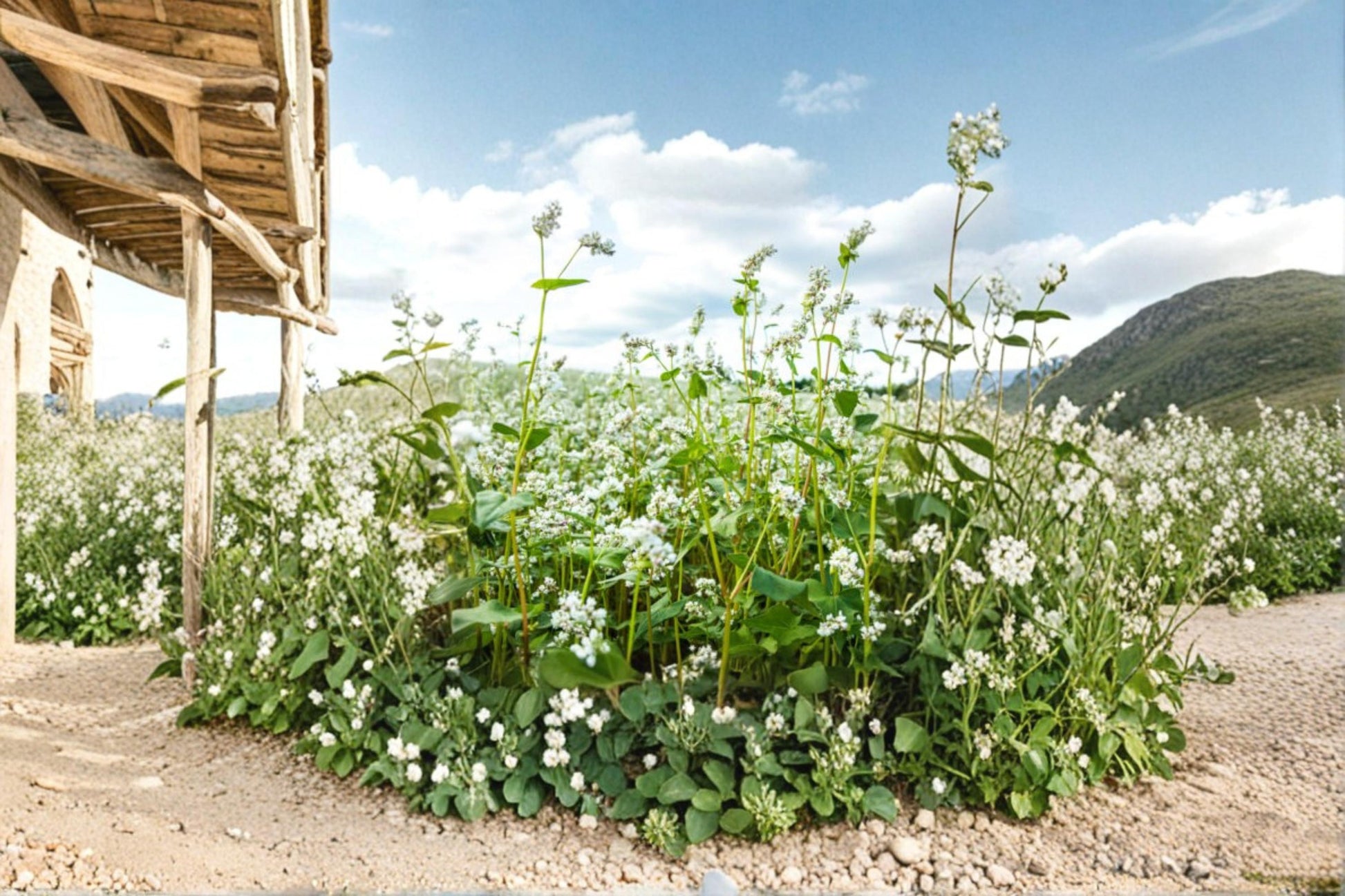 Buckwheat Seeds - 1 Seed - Fagopyrum esculentum - Fast-Growing Annual Grain Cover Crop for Garden Planting