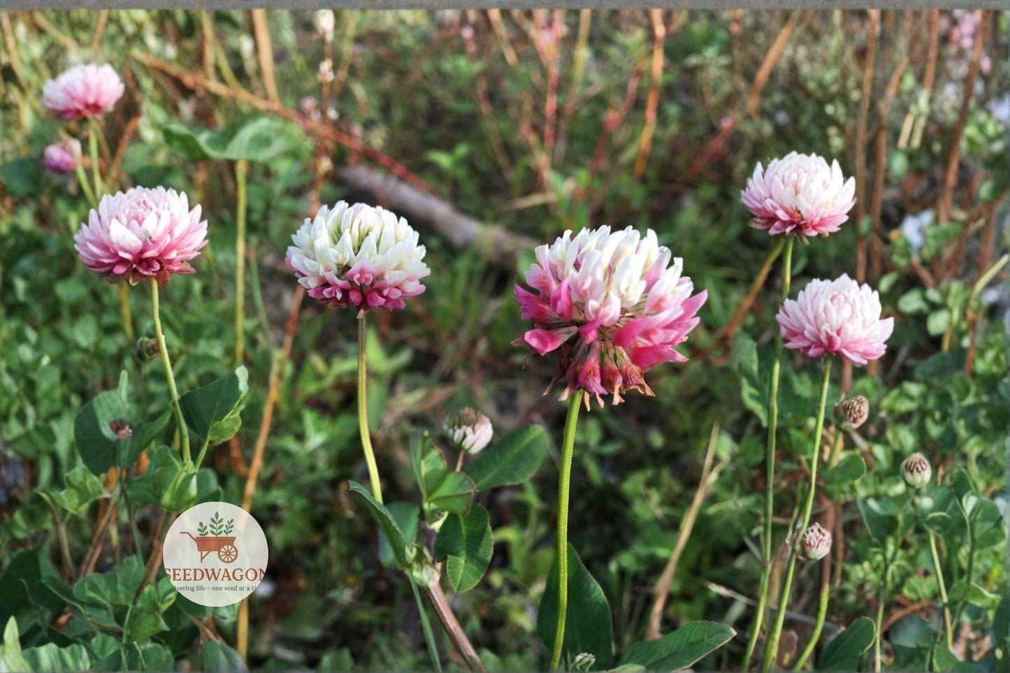 Alsike Clover Seeds 100 Count - Trifolium hybridum Pink Pollinator Cover Crop for Wildlife Gardens and Meadows