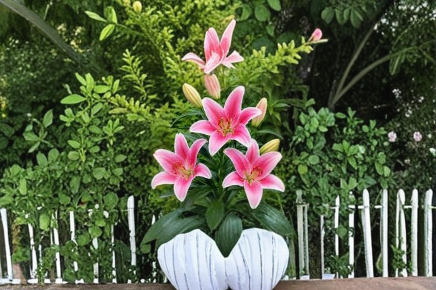 Sorbonne Oriental Lily Bulbs - 3 Pack - Pink & White Fragrant Blooms - Lilium orientalis - Perennial Garden Flowers