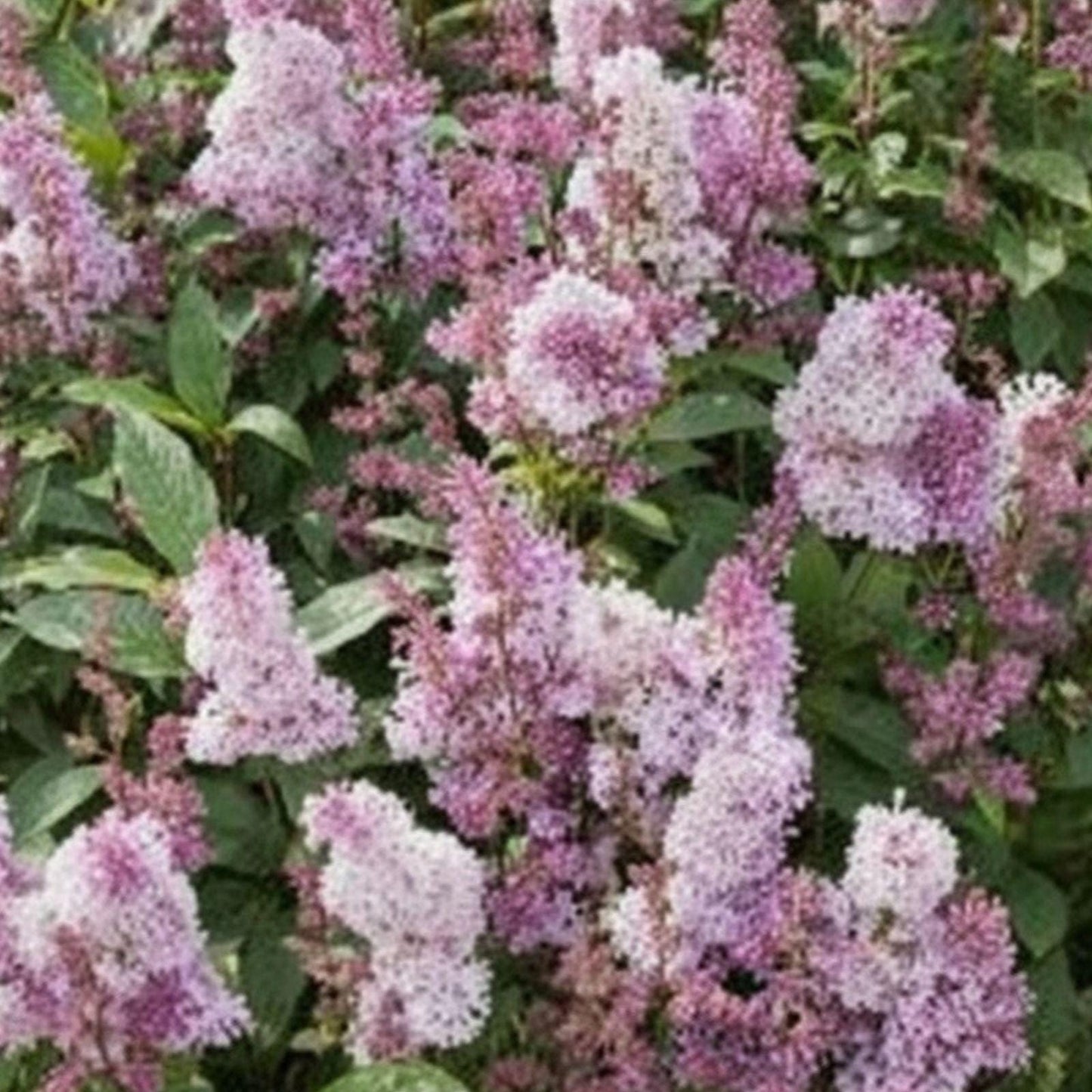 James Macfarlane Pink Lilac Plant - Fragrant Pink Blooms, Syringa josiflexa 'James Macfarlane', 1 Live Plant, 18" Tall