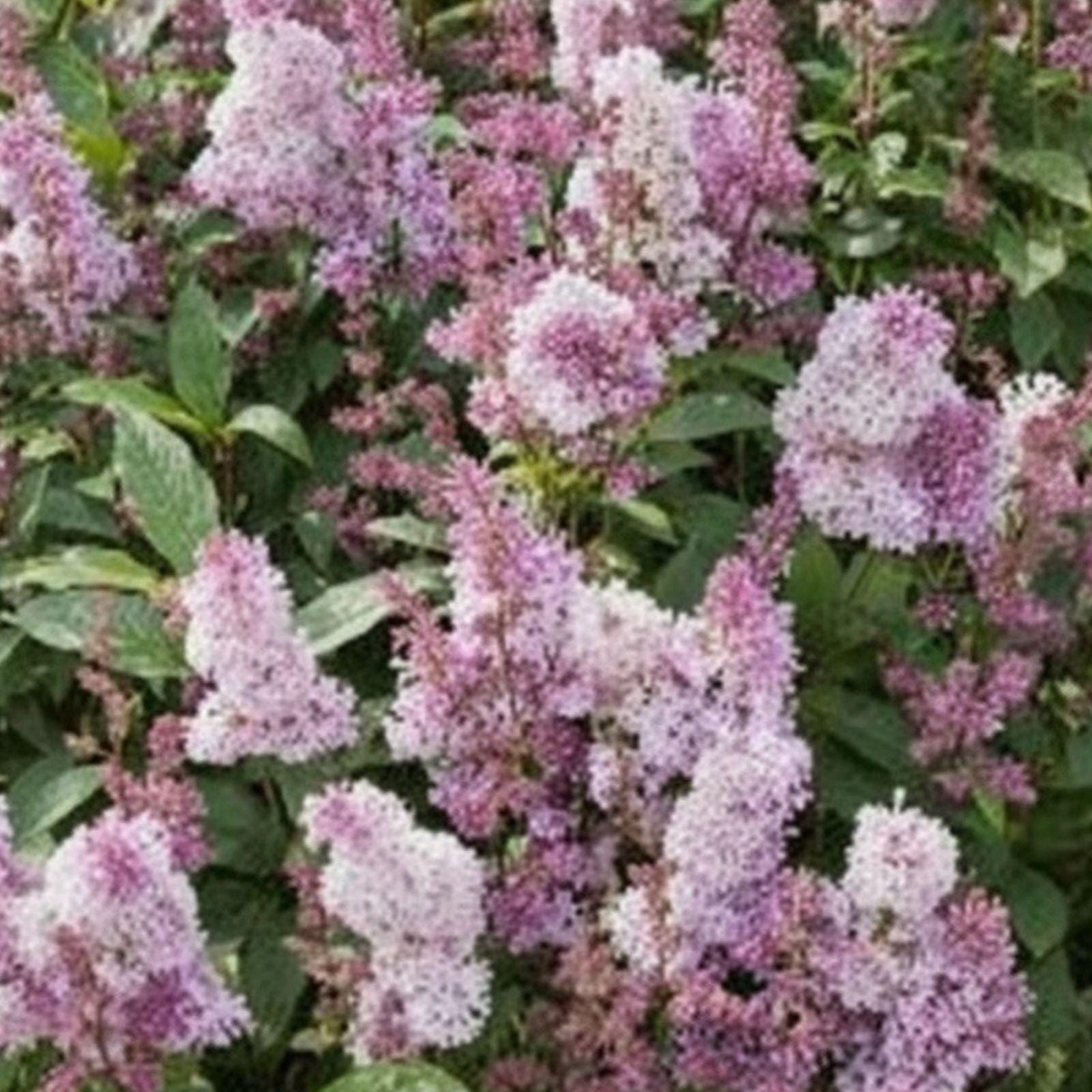James Macfarlane Pink Lilac Plant - Fragrant Pink Blooms, Syringa josiflexa 'James Macfarlane', 1 Live Plant, 18" Tall