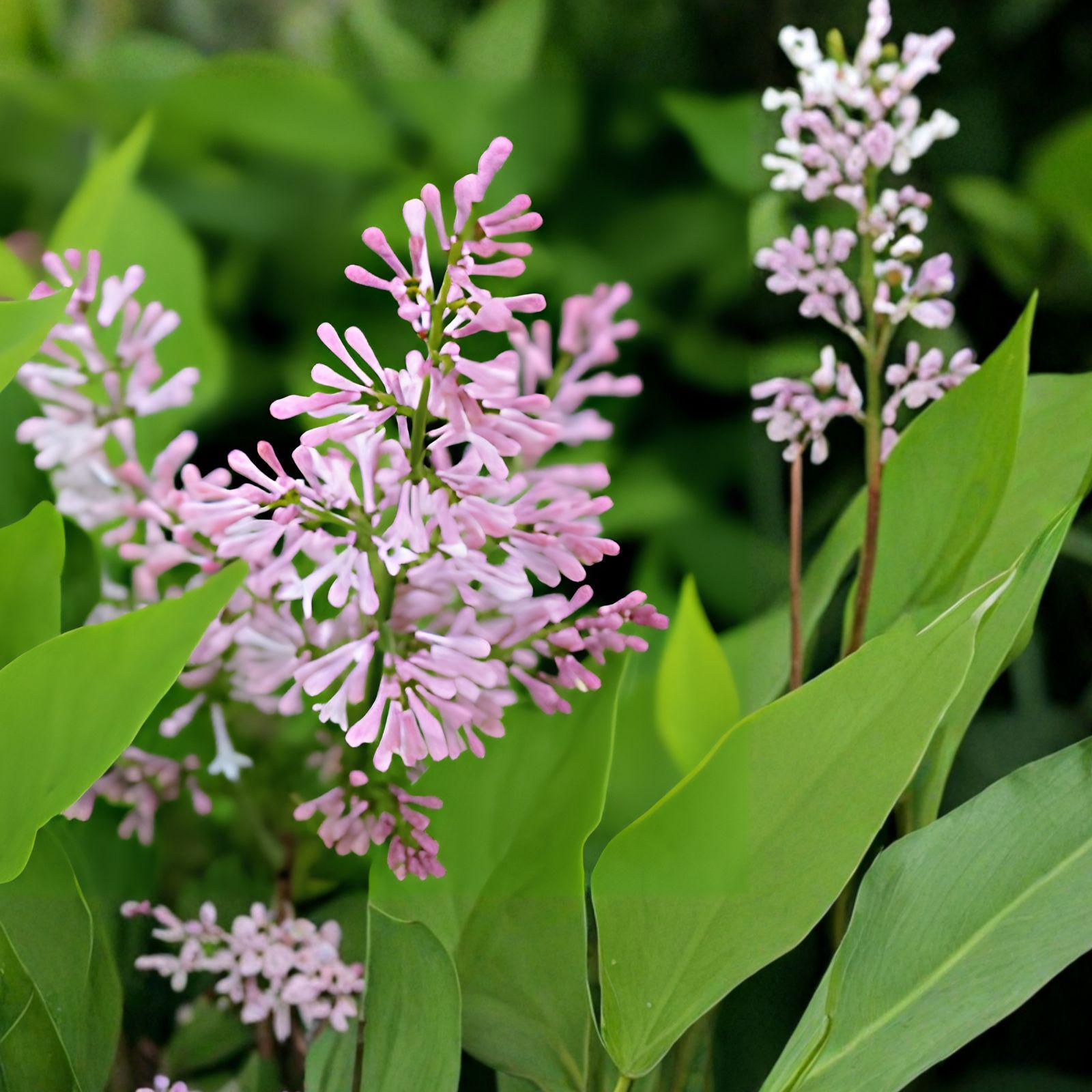 Miss Kim Korean Lilac Plant | 1 Live Starter Plant | Syringa pubescens subsp. patula 'Miss Kim' | Fragrant Lavender Blooms