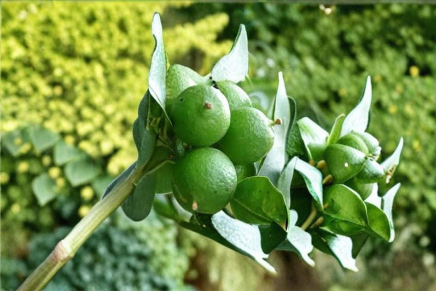 Key Lime Tree Seeds - 20 Count - Citrus aurantiifolia - Tropical Fruit Plant for Indoor/Outdoor Growing