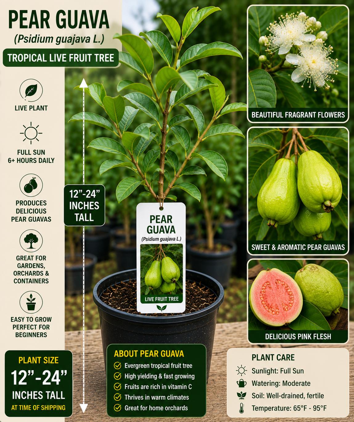 Pear Guava Live Fruit Tree 12-24 Inches - Psidium guajava - Fresh Stock - Tropical Fruit Plant for Home Garden