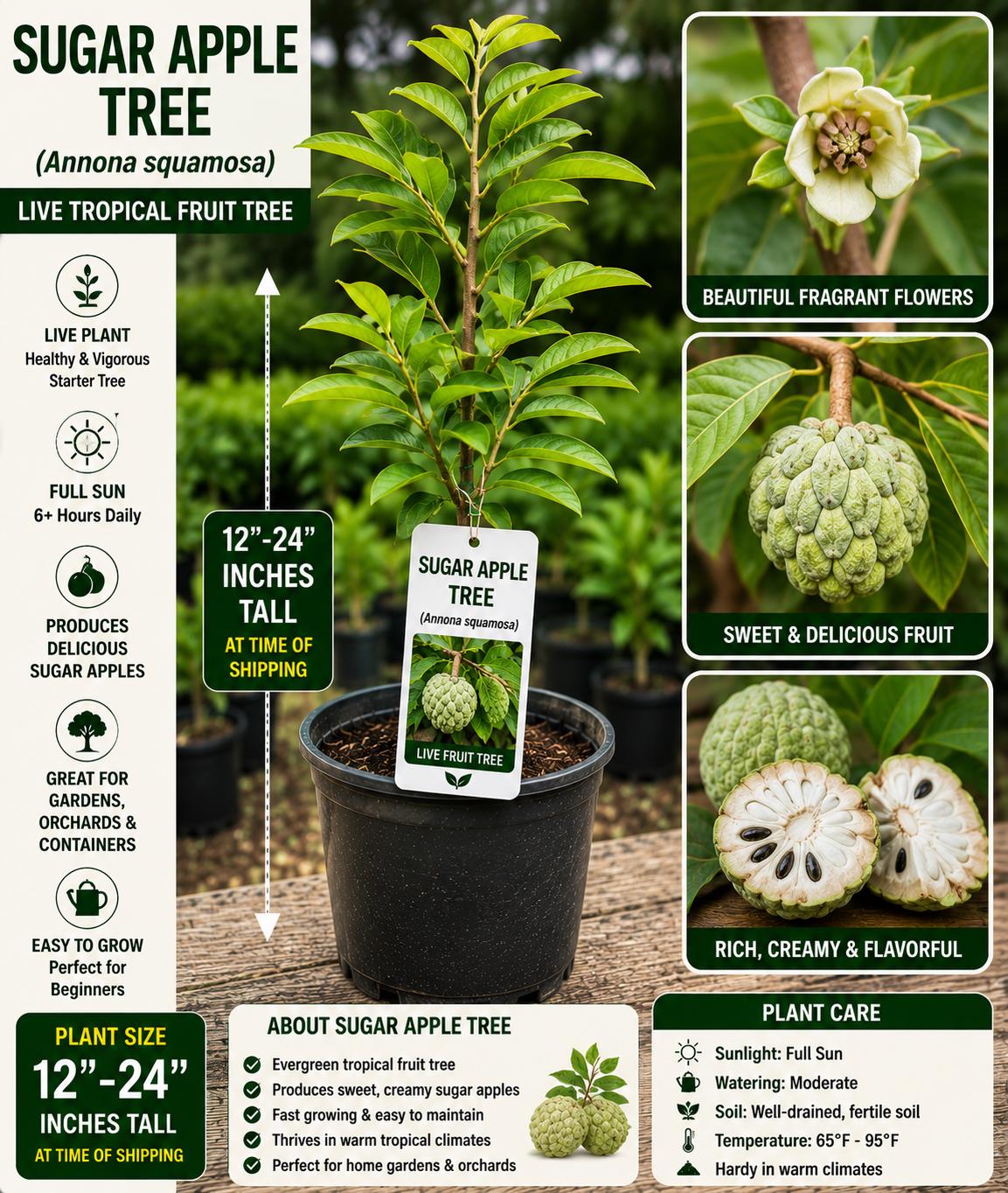 Sugar Apple Live Fruit Tree 12-24 Inches - Annona squamosa - Non-GMO Sugar Apple Plant - Edible Fruit Tree