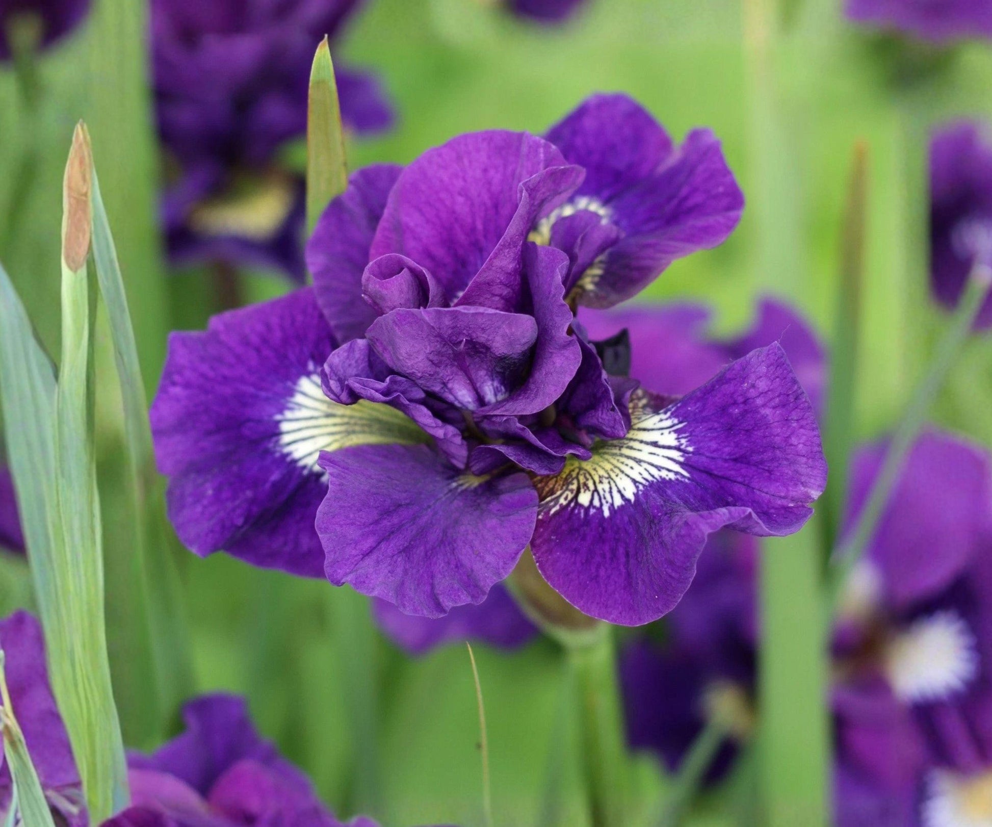 Siberian Iris Kaboom Root Division - Double Blue-Violet & Purple Blooms, Iris sibirica ‘Kaboom’, Summer Perennial Plant