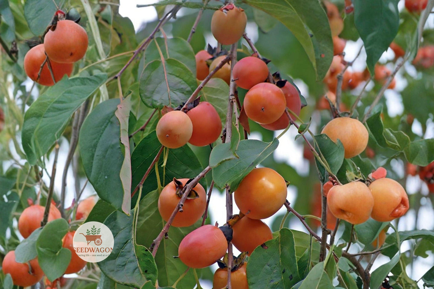 American Persimmon Seeds - Diospyros Virginiana Edible Fruit Tree, Hardy Native Seeds for Wildlife, Fall Foliage, and Sweet Fruits