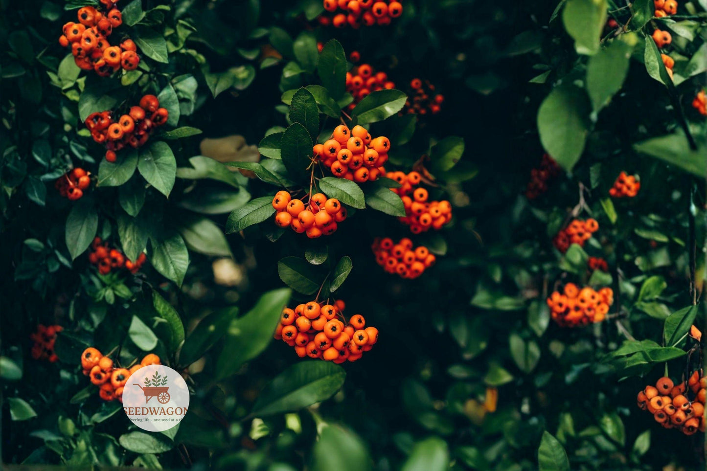 Scarlet Firethorn Seeds - Pyracantha coccinea Edible Fruit Shrub, Hardy Native, Wildlife Friendly, Orange-Red Berries, White Flowers