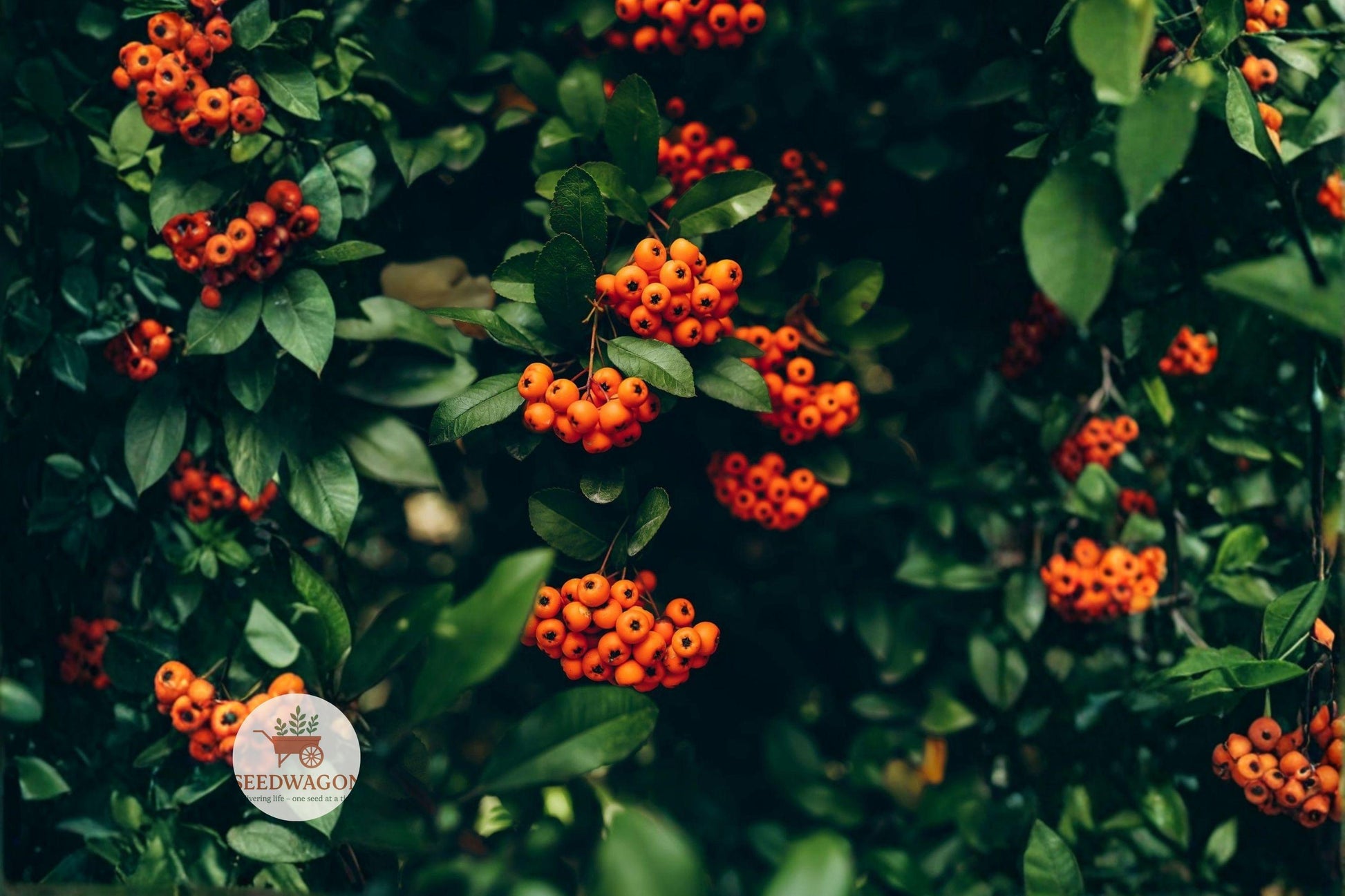 Scarlet Firethorn Seeds - Pyracantha coccinea Edible Fruit Shrub, Hardy Native, Wildlife Friendly, Orange-Red Berries, White Flowers