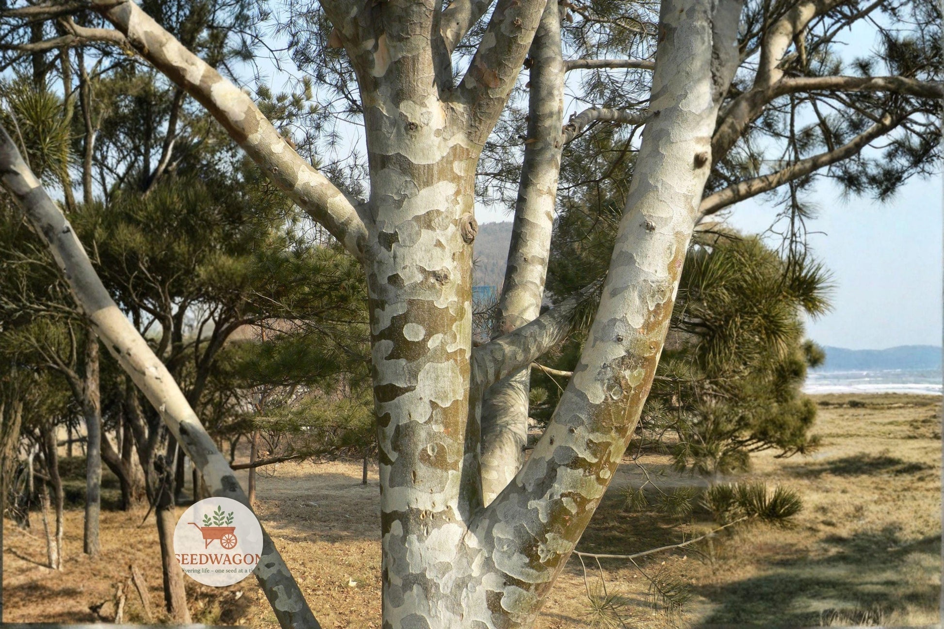 Lacebark Pine Seeds - 10 Seeds - Ornamental Evergreen Conifer - Pinus Bungeana - Unique Exfoliating Bark - Hardy Bonsai Tree