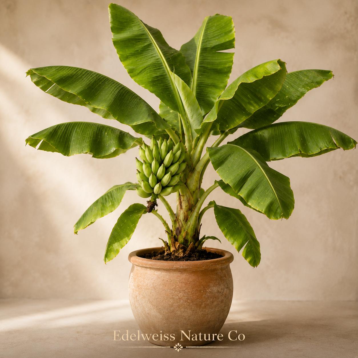 Gran Nain Banana Tree Starter Plants - 3 Live Tropical Edible Plants - Musa acuminata - Fast-Growing Fruit for Gardens