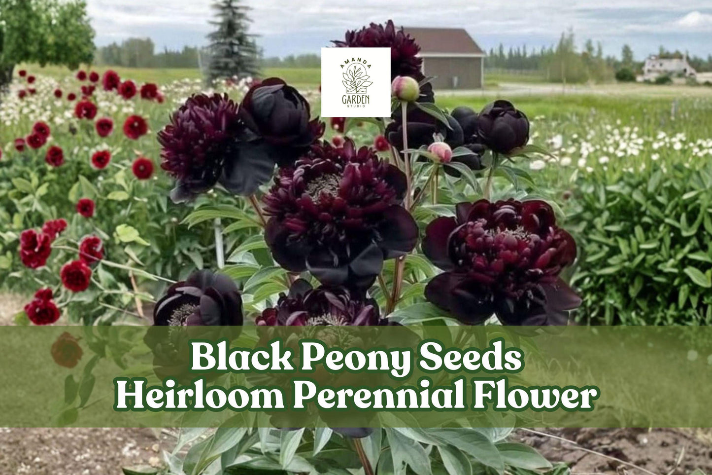 50 Black Peony Seeds - Heirloom Perennial Flower - Paeonia spp. - Deep Red to Dark Burgundy Blooms for Cottage Gardens & Borders