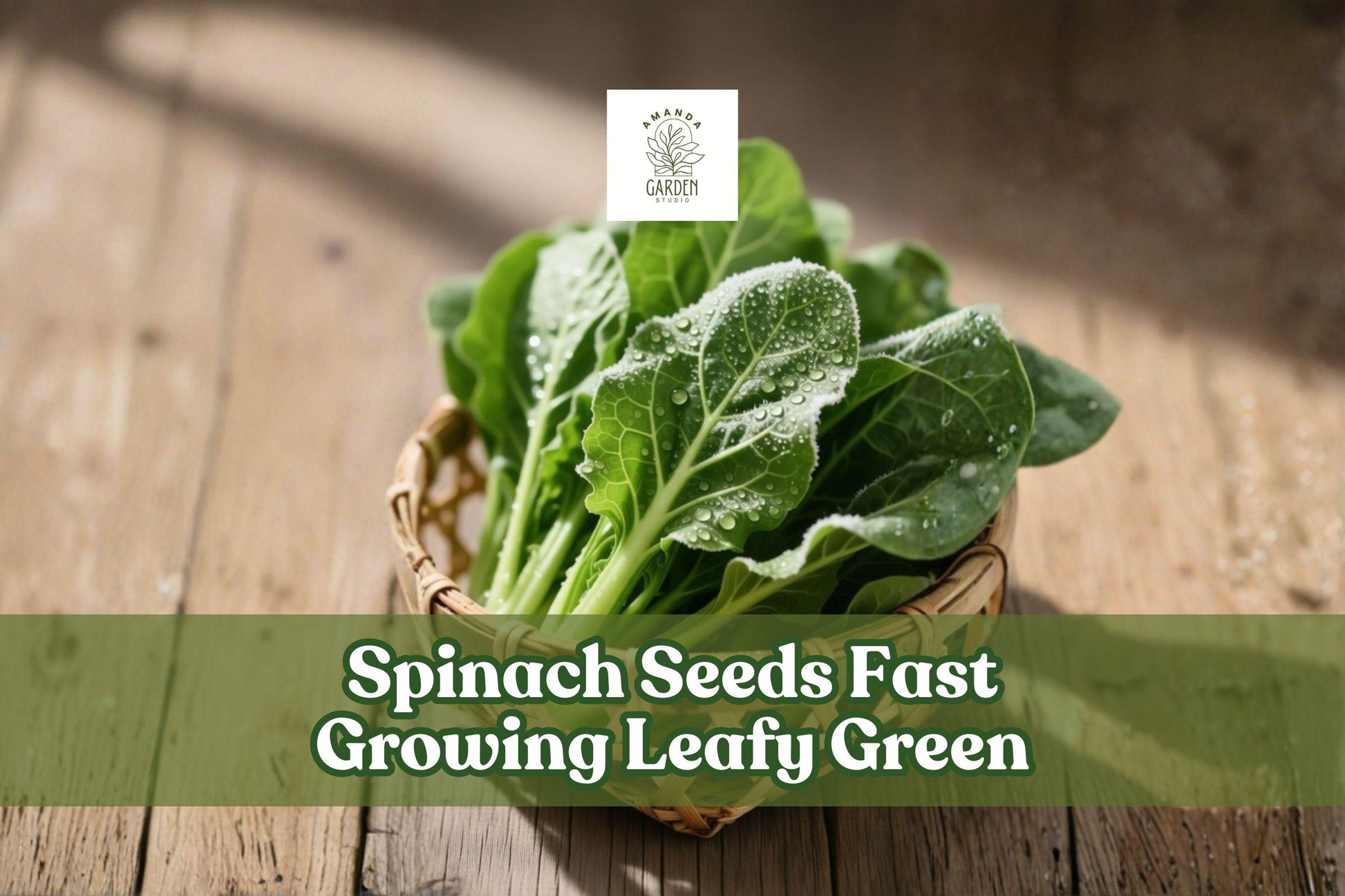 1000 Spinach Seeds Fast Growing Leafy Green Vegetable Spinacia oleracea for Garden Beds & Containers, Easy to Grow