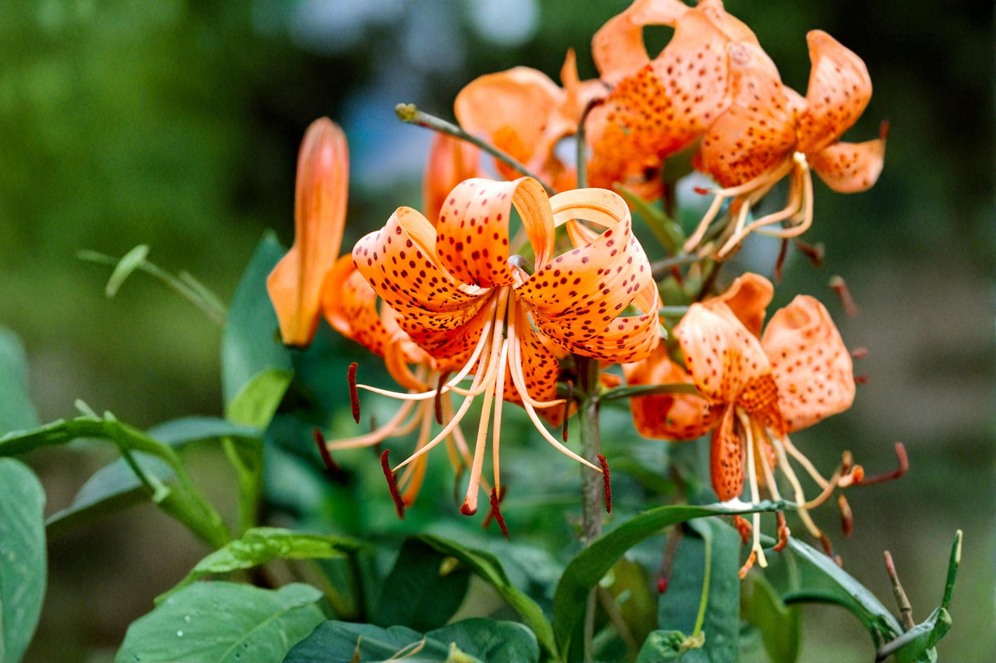 Tiger Lily Bulbs - 3 Mixed Color Bulbs - Lilium lancifolium - Perennial Flowering Plant for Garden Borders and Beds