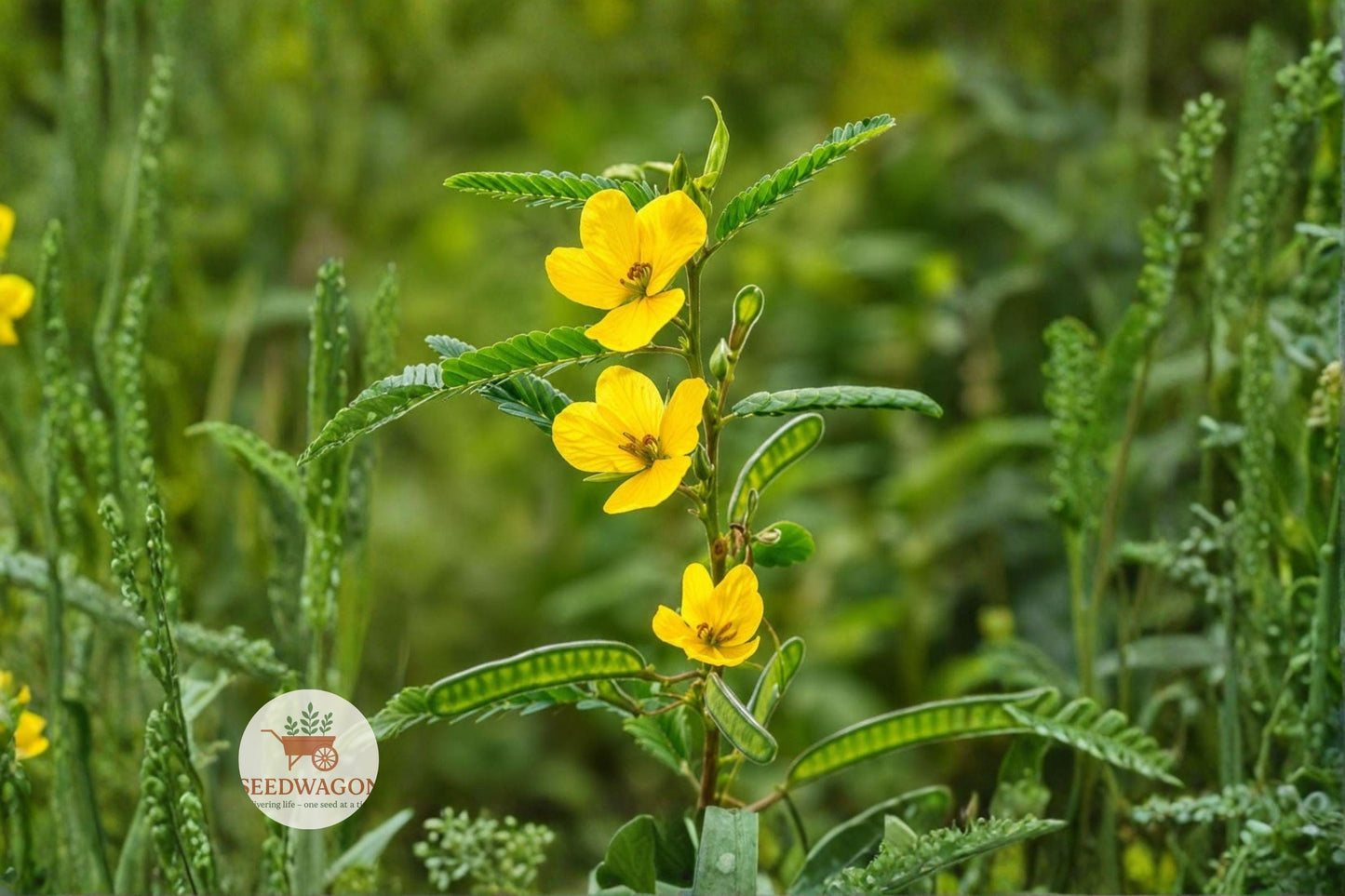 Partridge Pea Seeds 100 - Yellow Wildflower for Pollinator Garden - Chamaecrista fasciculata - Native Annual Plant