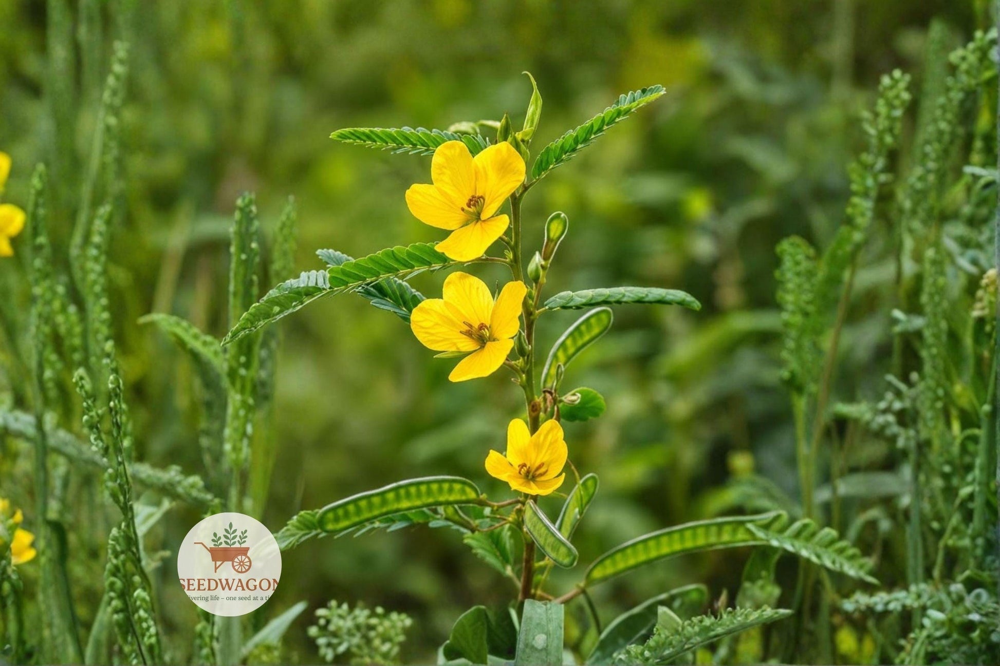 Partridge Pea Seeds 100 - Yellow Wildflower for Pollinator Garden - Chamaecrista fasciculata - Native Annual Plant