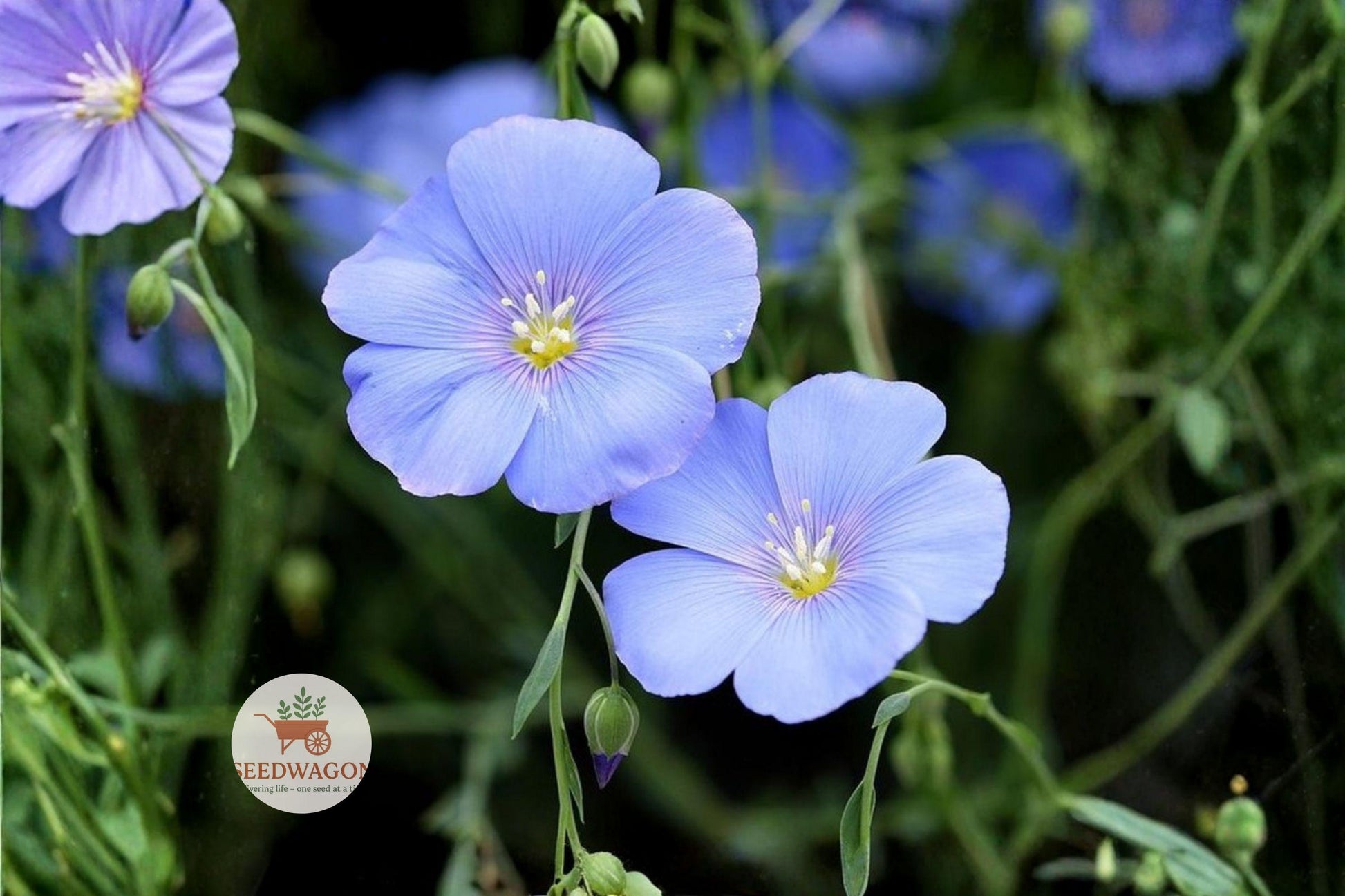 Perennial Blue Flax Seeds 100 - Linum perenne Blue Wildflower for Pollinator Gardens, Sky Blue Flowers, Easy to Grow