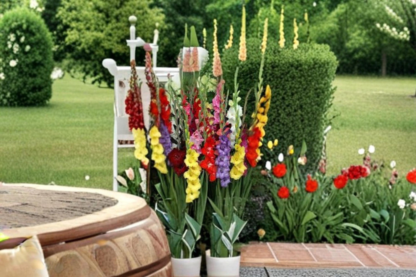 Mixed Gladiolus Bulbs - 12 Pack - Colorful Perennial Flowering Plants - Gladiolus spp. for Garden Beds & Borders