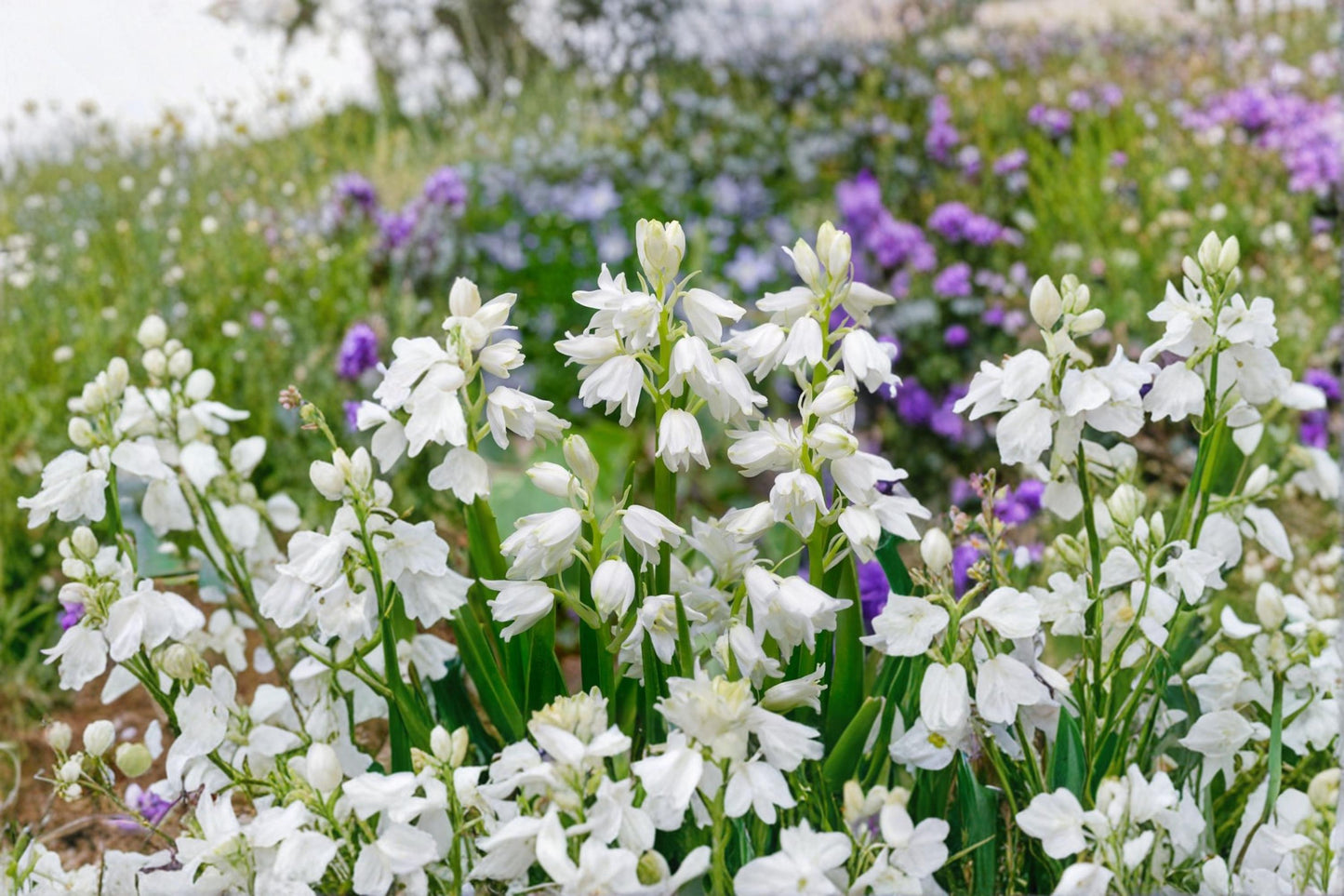 Spanish Bluebell Bulb - Hyacinthoides hispanica - Perennial Spring Flower for Garden Beds & Naturalizing